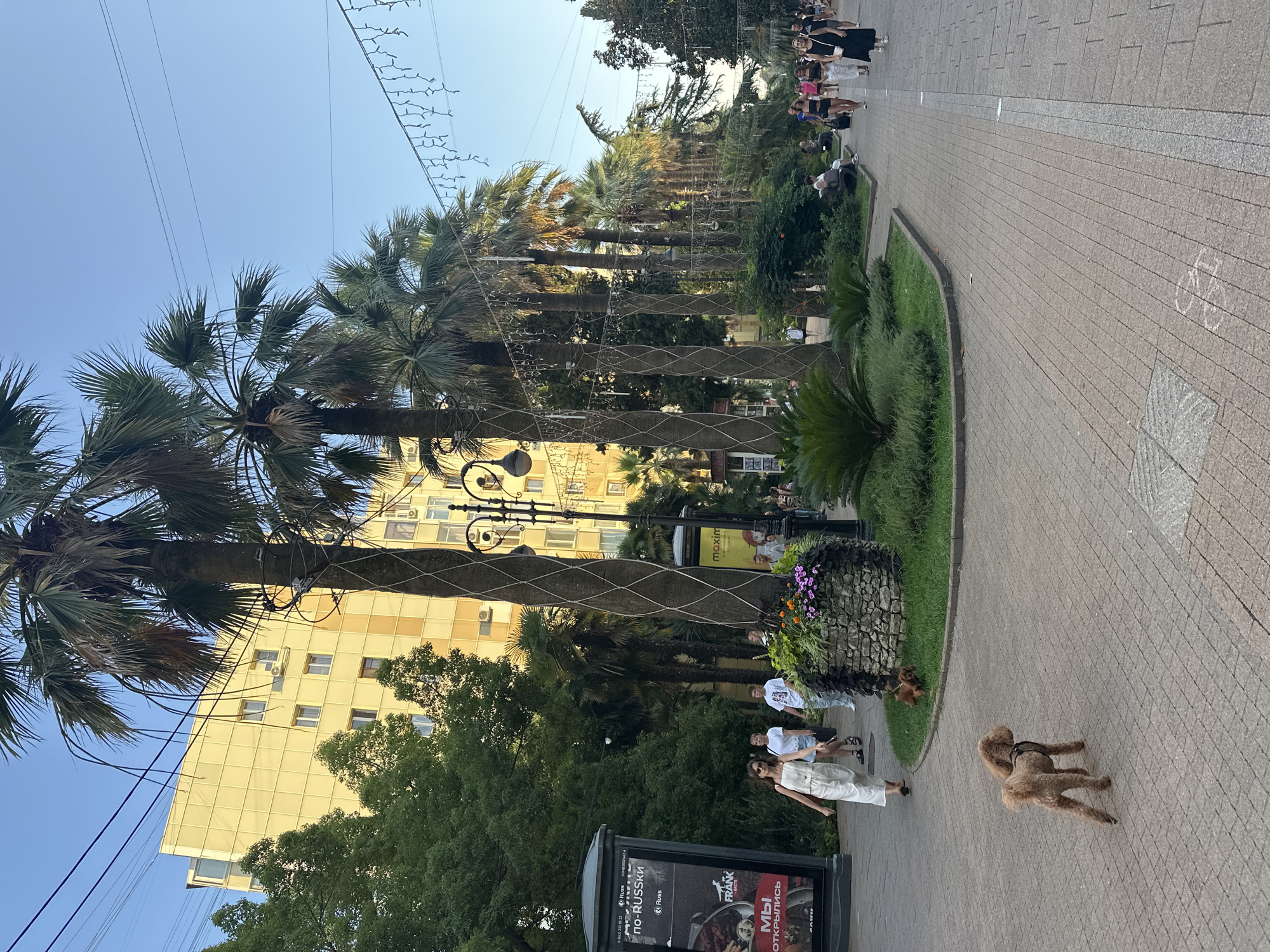 The image shows a street scene in Sochi, Russia, likely along a pedestrian promenade or park area. A row of tall palm trees lines the left side of the paved walkway, with a light-colored building in the background. Numerous people are walking along the path. On the left side of the path, there is a large advertisement billboard. In the foreground, a small, light brown poodle is walking on the paving stones. Further down the path, there are flower beds and more people strolling. Decorative lights are strung across the upper portion of the scene, suggesting it may be evening or a festive occasion. The sky is clear and blue.