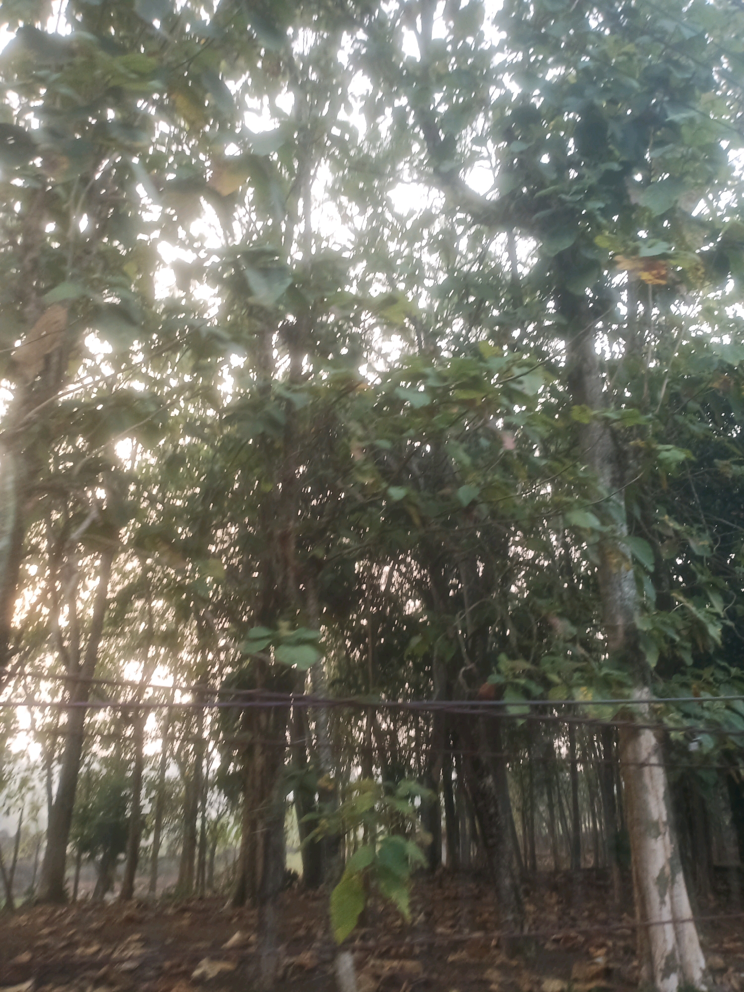 The image depicts a dense forest with tall trees and lush green foliage. The sunlight filters through the leaves, creating a dappled effect. In the foreground, there is a wire fence. The ground is covered with fallen leaves and debris, indicating an outdoor natural environment. The scene is a forest, likely located in the Ciseeng area of Indonesia, given the context provided. The image appears to have been taken during daylight hours, possibly in the morning or late afternoon, due to the quality of light.
