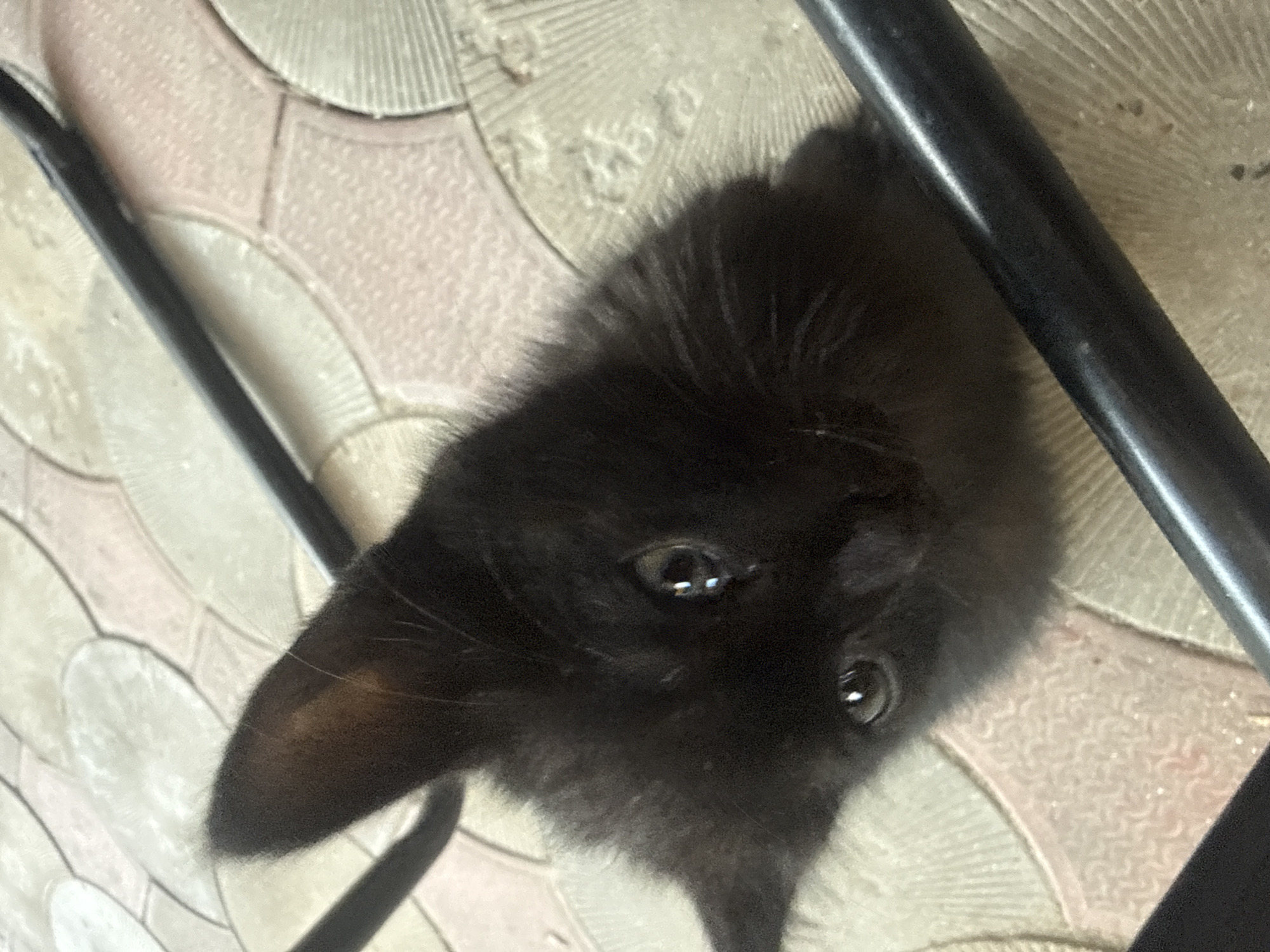 A black kitten is positioned on a tiled surface. The kitten's face is the primary focus, with its large eyes looking upwards towards the camera. Its fur is soft and appears somewhat fluffy. The background consists of light-colored tiles arranged in a circular pattern, interspersed with pink tiles. Two dark, metallic rods are visible in the foreground and background, partially obscuring the kitten and the tiled floor. The scene appears to be outdoors or in an area with natural lighting, suggested by the reflections in the kitten's eyes. The location is the city of Strășeni, Moldova.