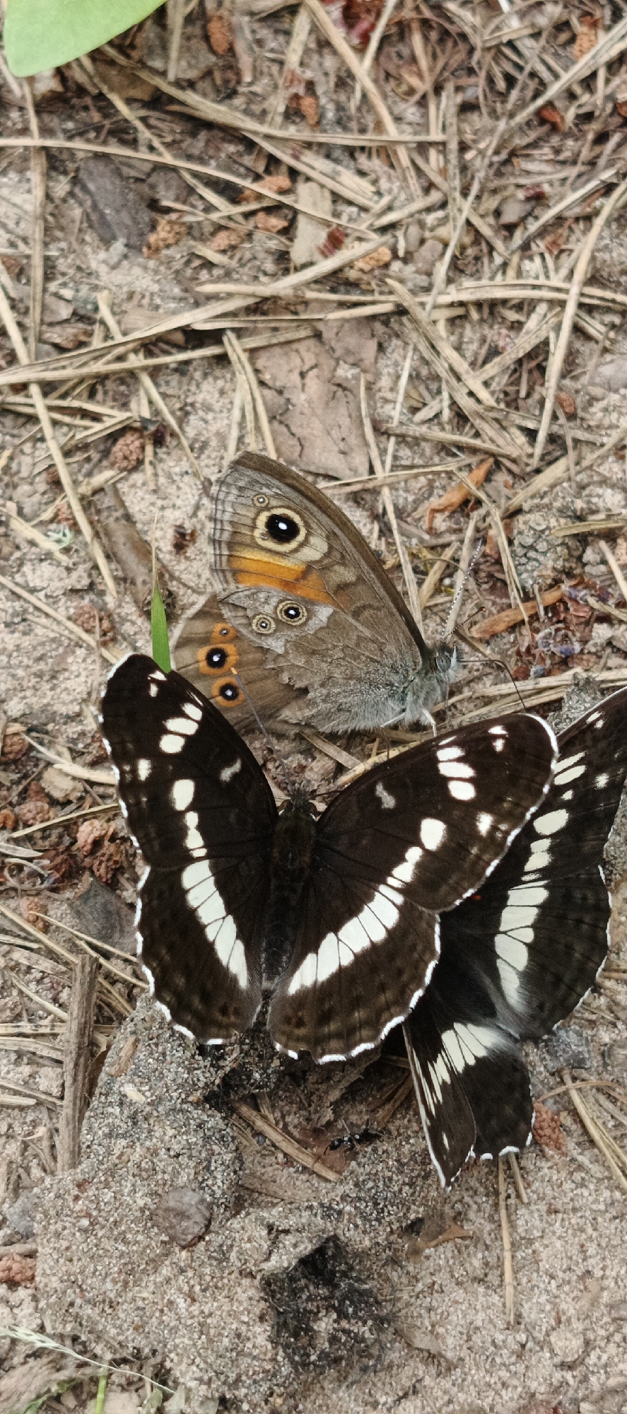 The image displays two butterflies resting on the ground in Garevaya, Russia. The ground is covered with dry grass, pine needles, and dirt. One butterfly, a Gatekeeper (Pyronia tithonus), is predominantly brown with striking orange and black eye-spots on its wings. The second butterfly, a White Admiral (Limenitis camilla), is much larger and has dark brown to black wings with distinctive white bands. The butterflies appear to be stationary, with their wings spread open. In the lower right portion of the image, an ant is visible, walking across the sandy ground. The overall environment suggests a natural, possibly wooded or park-like setting.