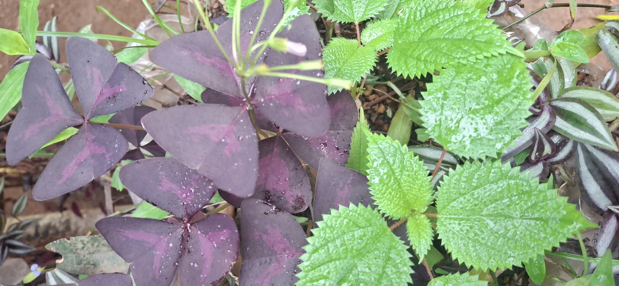 The image shows a close-up of several plants in a garden setting. Prominently featured are purple Oxalis triangularis plants, characterized by their distinctive three-lobed leaves resembling butterflies. Adjacent to the Oxalis are plants with serrated, bright green leaves. Also visible is a plant with striped green and purple leaves. Small droplets of water are present on the leaves of the plants, suggesting recent rain or watering. The setting appears to be a home garden. The location of Vallecito, Venezuela, cannot be confirmed or denied from the visual information provided. No people are visible.