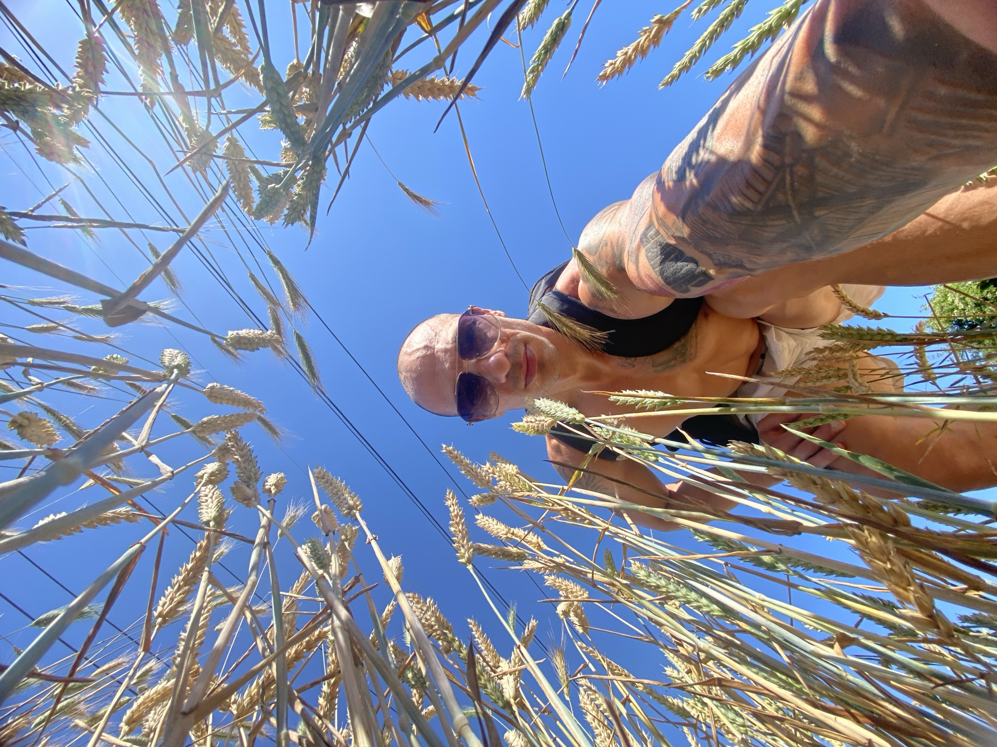 An extreme low-angle, wide-shot photograph captures a man from the waist up, positioned amidst a field of wheat. The man, who appears to be in his 30s or 40s, has a shaved head, a muscular build, and is adorned with extensive tattoos on his left arm and chest. He wears sunglasses and a black backpack. His skin is tanned, and he appears to be looking directly at the camera. The wheat stalks, predominantly golden with some green hues, frame the man, creating a sense of being submerged within the crop. The background consists of a clear, bright blue sky. The image is shot outdoors during the day, with bright sunlight creating lens flare in the upper right quadrant. There is no specific indication of the city of Pleven, Bulgaria, within the image itself.