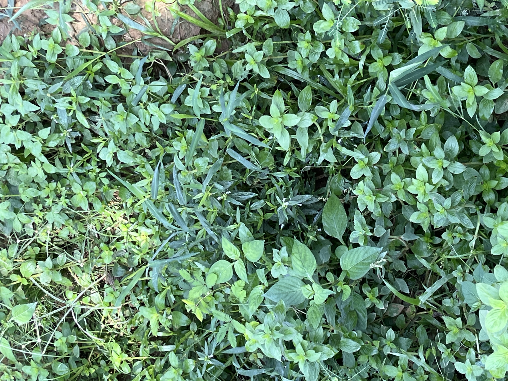 The image displays a dense ground cover of various green plants. The foliage is lush and varied, with different leaf shapes and sizes, and some thin, grass-like blades. The overall scene is a natural outdoor environment, possibly a garden bed or a patch of unkempt vegetation. The lighting suggests it is daytime. There are no people or discernible man-made objects in the frame. The location in Sukajadi, Indonesia is inferred from the context provided.
