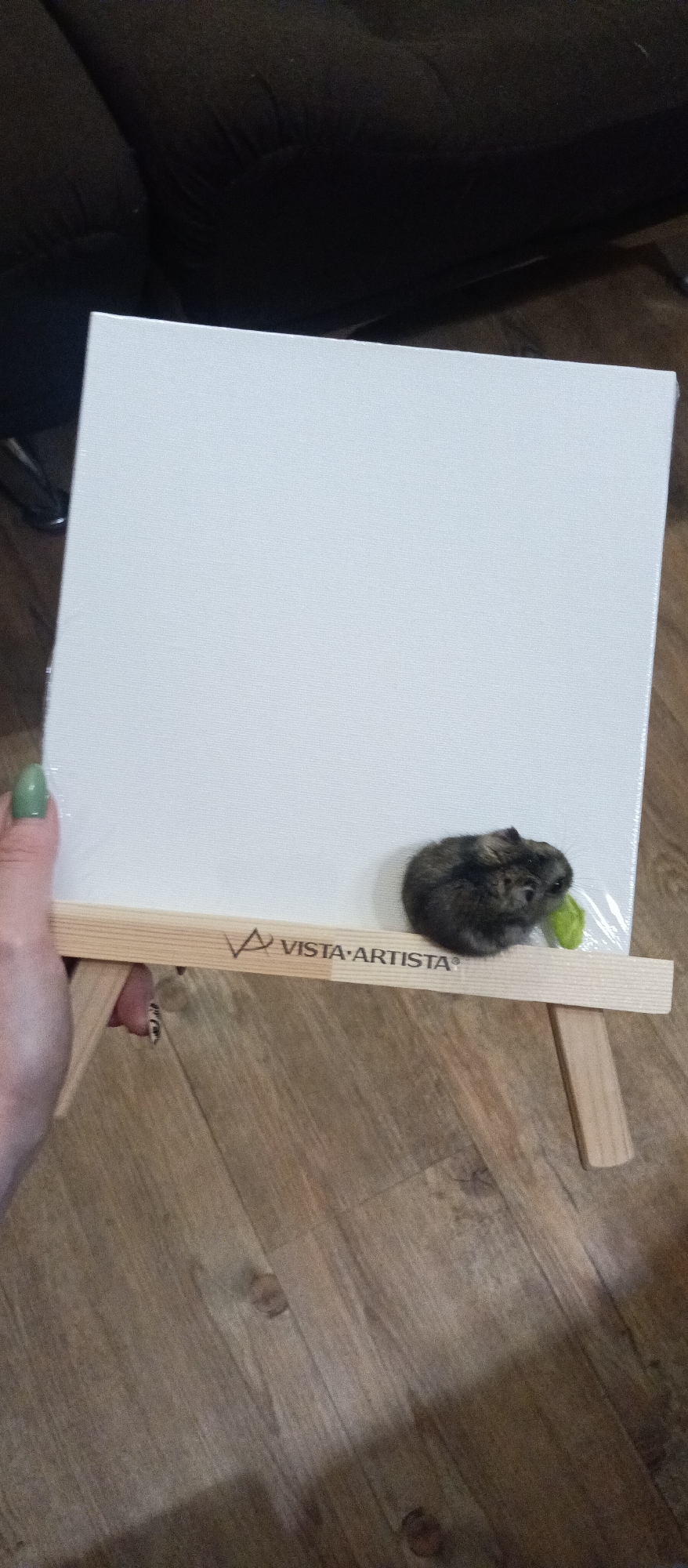 A medium shot captures a small, round, grey-brown hamster perched atop a small, light-colored wooden easel. The easel holds a square white canvas wrapped in clear plastic. The hamster is holding a small green leaf in its mouth. The easel bears the inscription "VISTA ARTISTA". A hand with a green nail polish is seen on the left side of the photo holding the easel. The scene is set against a background of dark furniture and a wood-grain floor. The location is not specified.
