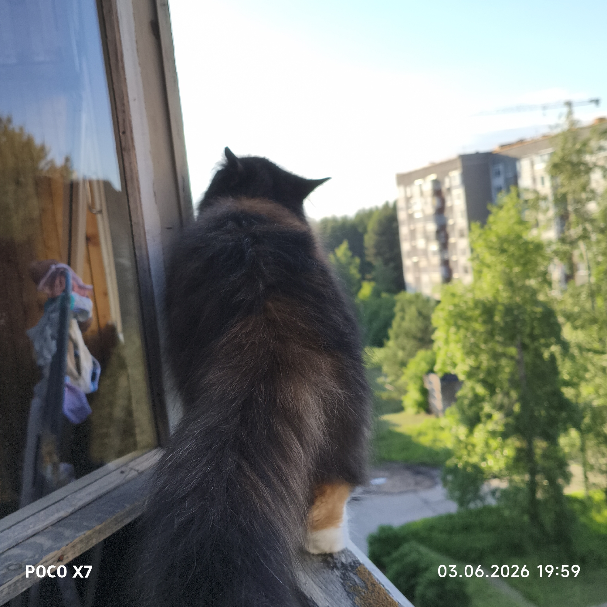 A calico cat, predominantly black and brown with hints of white on its paws, is the central subject, seen from behind as it gazes out of an open window. Its back is arched slightly, and its tail hangs down. The cat is perched on a weathered wooden window sill, which appears to be part of an older window frame.
Through the window, a bright, clear sky dominates the upper portion of the outdoor scene, with residential buildings and numerous green trees forming the urban/suburban landscape below. A faint construction crane is visible in the distance above the buildings. The natural light suggests a sunny, late afternoon or early evening. Inside the room, reflections in the window glass reveal what appears to be clothes or fabric hanging.
The overall activity depicts the cat observing the world outside from its vantage point. The scene conveys a sense of calm and curiosity as the animal takes in its surroundings.
Visible text in the image includes "POCO X7" in the bottom left corner, indicating the camera model, and "03.06.2026 19:59" in the bottom right corner, marking the date and time the photograph was taken.