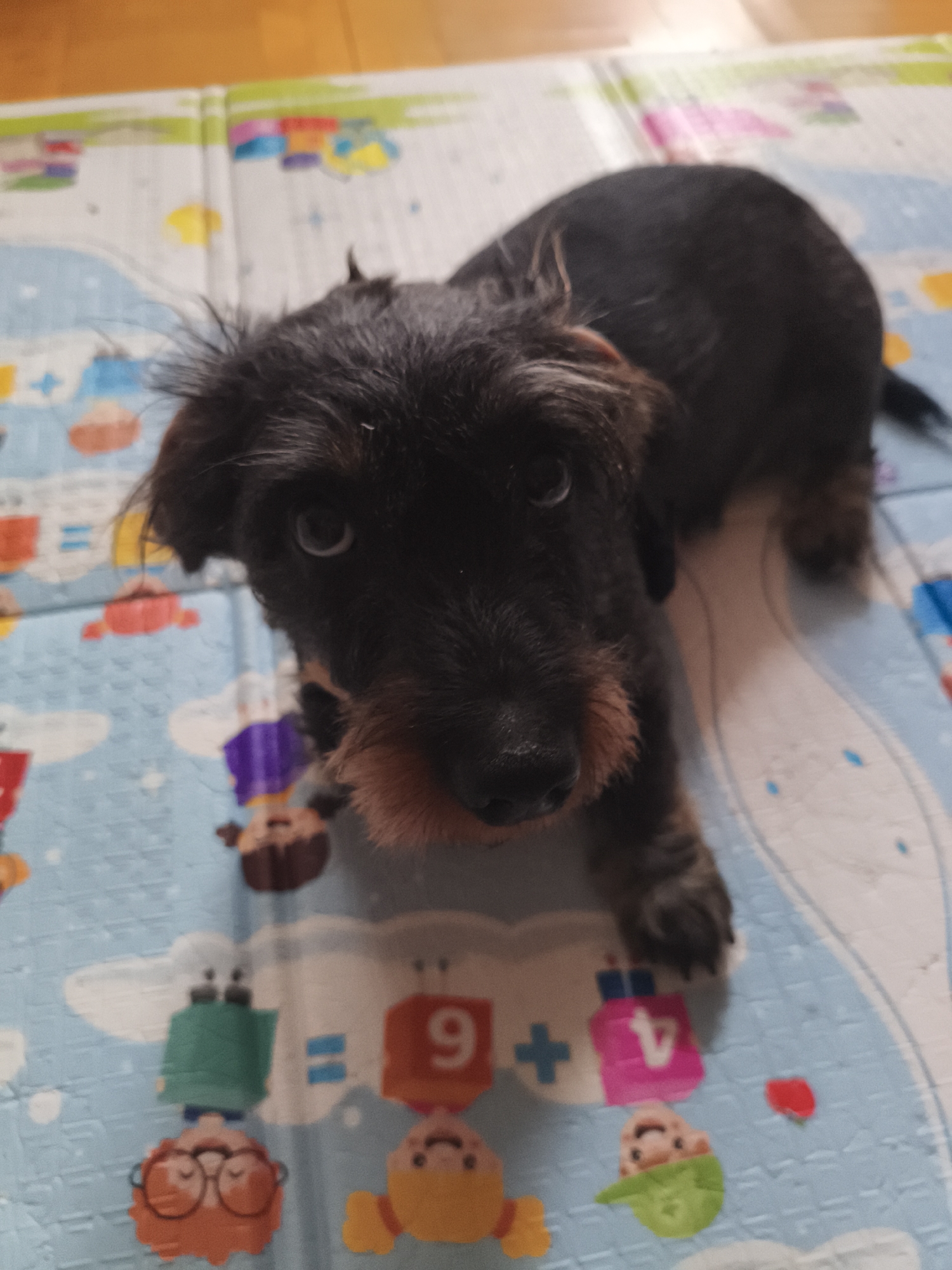 A wire-haired dachshund puppy with dark fur and tan markings is lying on a blue and white mat. The mat has a pattern of cartoon characters and numbers. The puppy is looking directly at the camera with its head tilted slightly. Its front paws are extended in front of it. The background is a blurred wooden floor.