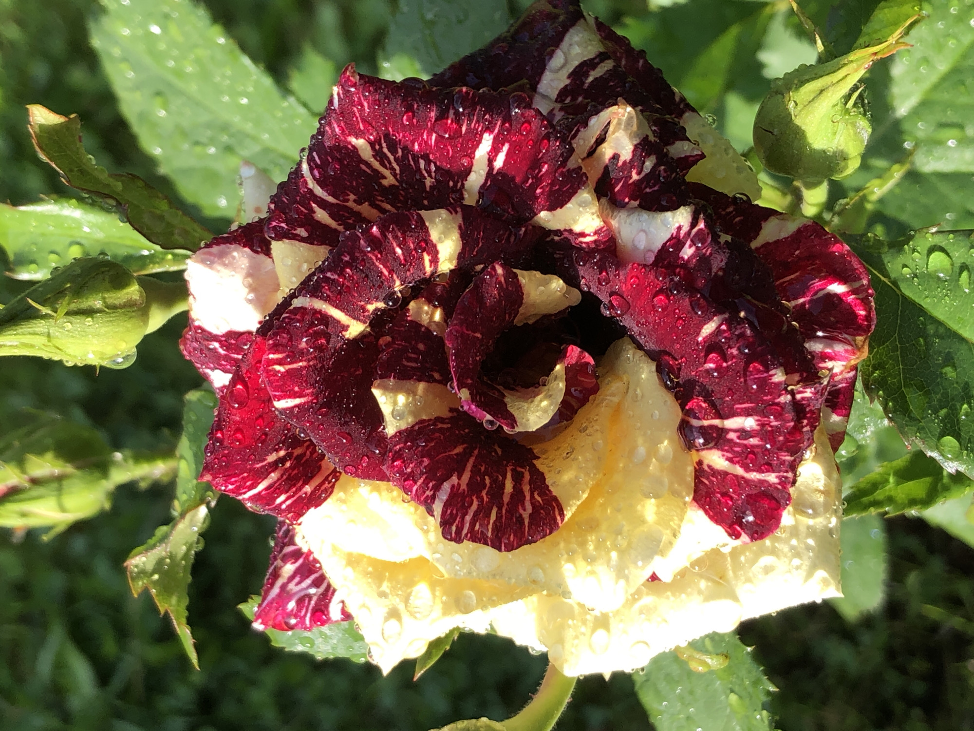 A close-up, vertical shot captures a vibrant, dew-covered rose in the city of Staroe Istomino, Russia. The rose, characterized by its unique bi-colored petals, exhibits a striking pattern of deep red and creamy yellow stripes. Numerous water droplets cling to the surface of the petals, reflecting the sunlight and adding a glistening effect. The background consists of lush green foliage, with a few rosebuds visible in varying stages of development. The overall impression is one of natural beauty and freshness, accentuated by the morning dew.