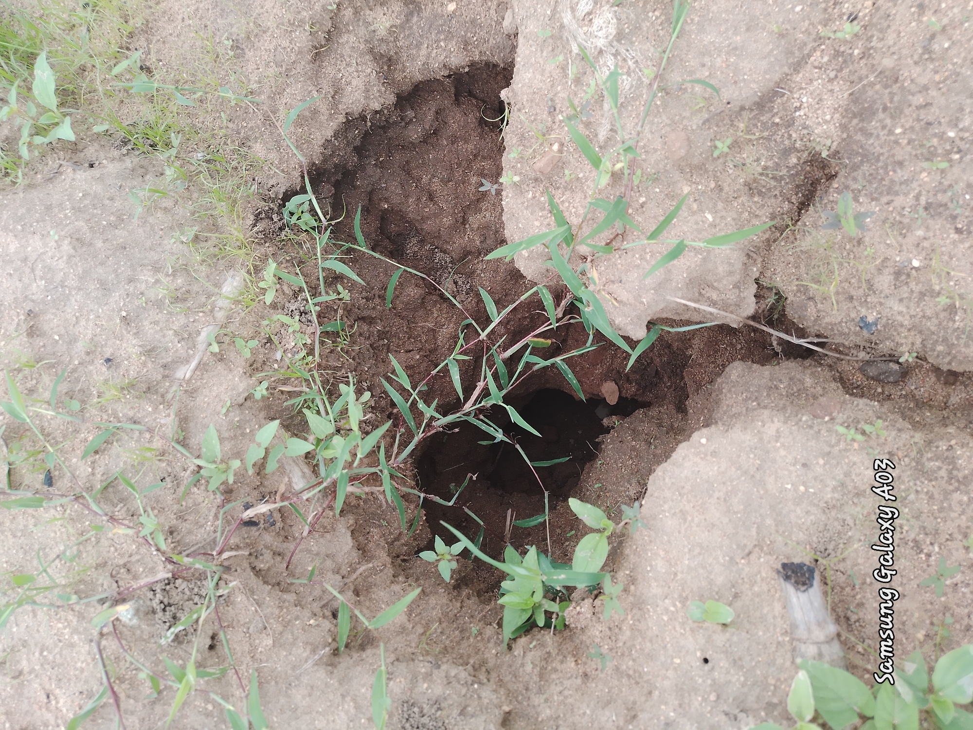 The image depicts a natural sinkhole in the ground, filled with dark soil. The sinkhole is surrounded by dry, sandy earth and sparse vegetation, including grasses and small plants. The texture of the soil is visible, with some clods and loose grains. The lighting suggests an outdoor environment, possibly during the day. A small piece of weathered wood or a broken branch is visible in the lower left portion of the frame. The bottom of the sinkhole is dark and appears to extend deeper into the ground. The overall scene is of an unpaved, natural area in Angwan Hausawa, Nigeria.