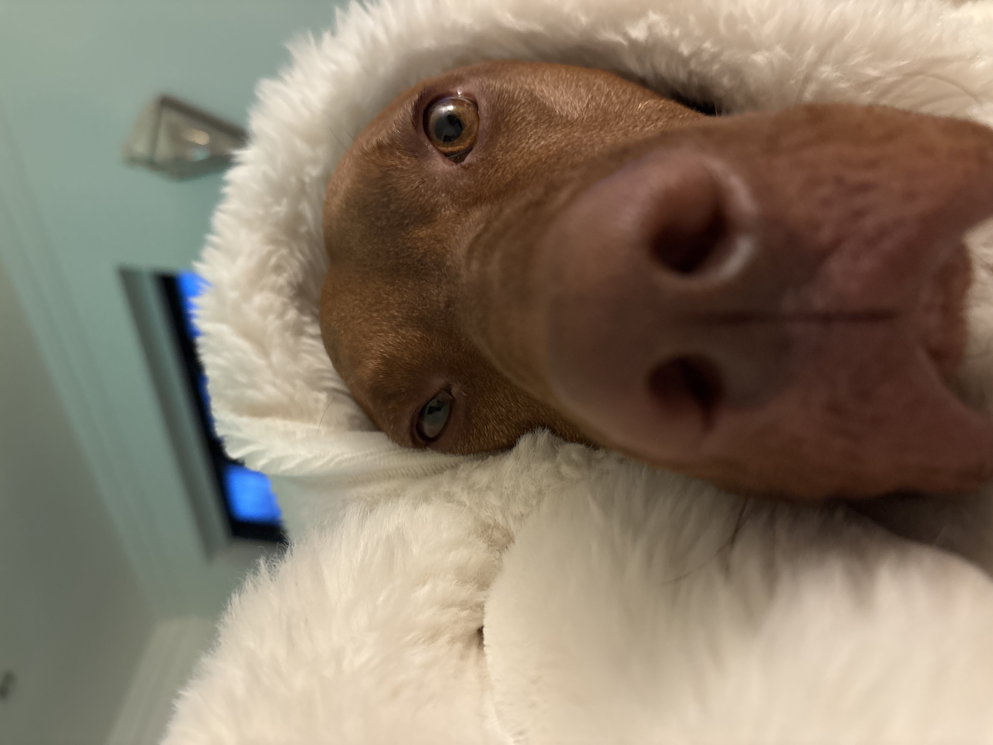 A close-up photograph shows a reddish-brown dog partially enveloped in a soft, white, fluffy material. The dog's nose is prominent and close to the camera, with visible nostrils. The dog's eyes are also visible, reflecting light. The white material appears to be a blanket or a soft, hooded garment. A television screen and light fixture are blurred in the background. The location cannot be determined from the image.