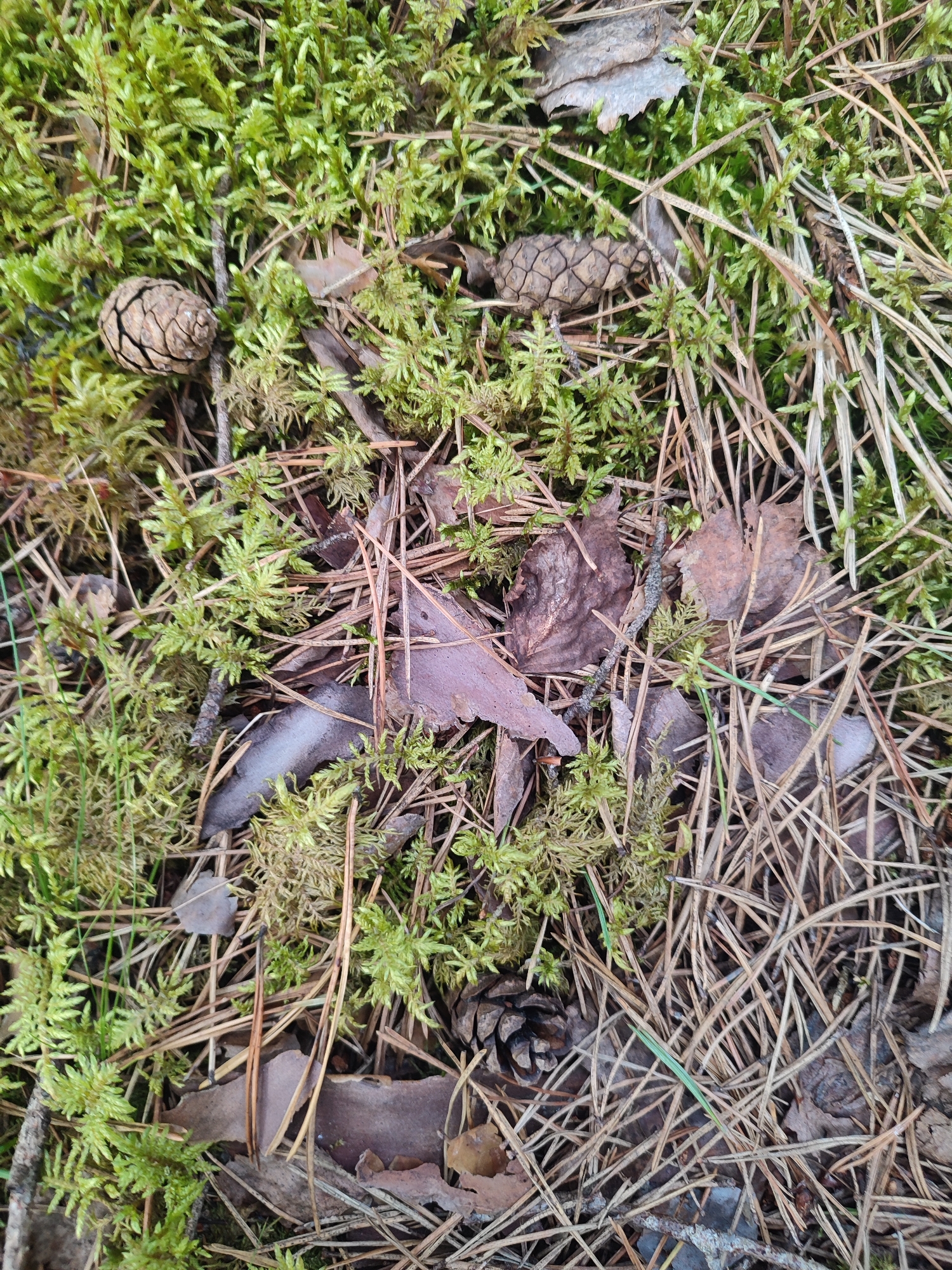 This is a close-up, overhead shot of the forest floor in Варнянскі сельскі Савет, Belarus. The ground is covered with a dense layer of green moss, interspersed with fallen pine needles, dry brown leaves, and several small pine cones. The lighting suggests an overcast day, as there are no harsh shadows. No people or animals are visible.