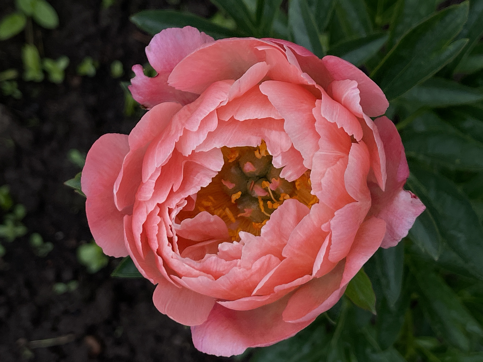 A top-down, close-up, vertical, studio shot features a single, fully bloomed, salmon-pink peony flower. The peony's petals are tightly layered and ruffled, with some of the inner petals revealing a lighter pink hue and hints of yellow stamens. The flower is set against a dark, out-of-focus background of soil and green foliage. The lighting is soft and diffused, highlighting the delicate texture of the petals.