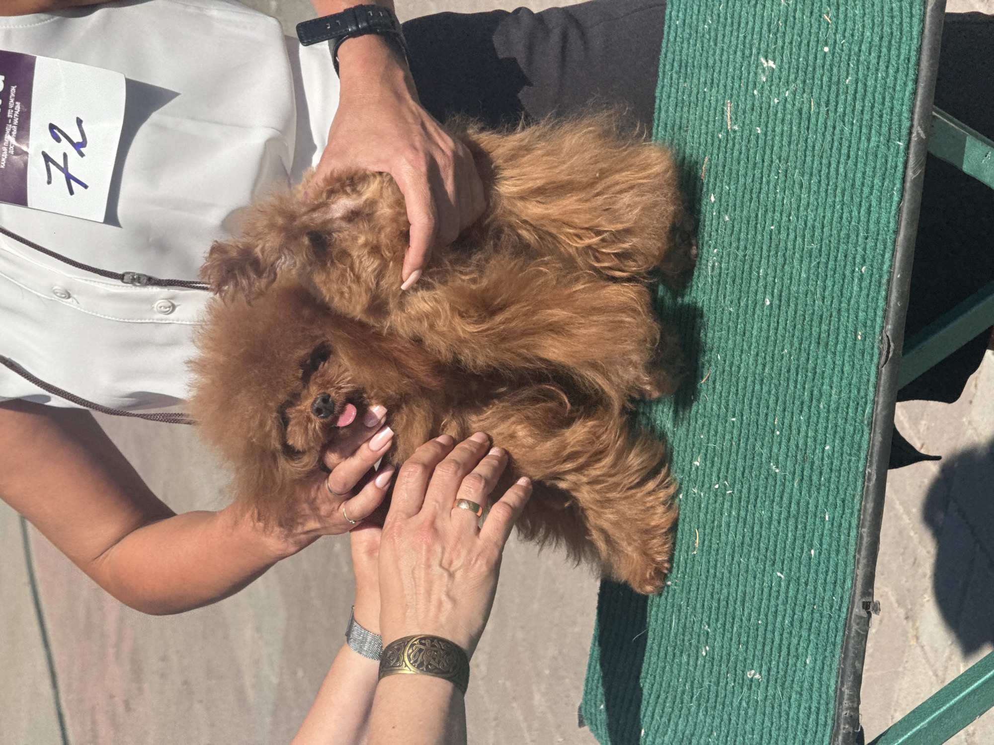 The image depicts an outdoor scene in what appears to be a dog show or competition, taking place on a paved surface, likely in Omsk, Russia, as indicated by Russian text on an identification badge. Strong sunlight casts clear shadows.
Two adult females are positioned around a small, reddish-brown, fluffy dog on a green-matted table.
The individual on the right, presumably the primary handler, is wearing a white short-sleeved button-down shirt and dark trousers. A purple-bordered identification badge with the handwritten blue number "72" and Russian text "КАЖДЫЙ ПИТОМЕЦ — ЭТО ЧЕМПИОН, ДОСТОЙНЫЙ НАГРАДЫ!" (meaning "EVERY PET IS A CHAMPION, WORTHY OF A REWARD!") is attached to a lanyard around her neck. She wears a dark-strapped wristwatch on her left wrist. Her left hand supports the dog's midsection, while her right hand, adorned with a silver-colored ring on the ring finger and manicured light-colored nails, is positioned near the dog's head.
The individual on the left has only her forearms and hands visible. She wears a silver-colored mesh-strap wristwatch on her left wrist and a broad, ornate gold-toned or bronze-toned cuff bracelet with an intricate design on her right forearm. A plain gold-colored band ring is on the ring finger of her right hand. Both of her hands are placed on the dog's back and hindquarters, assisting in its presentation or stabilization.
The dog, a small breed with thick, curly, reddish-brown fur, stands on a green carpet-like mat that covers the table surface. Its tongue is partially extended from its mouth, and its eyes appear to be closed or narrowed. The green mat shows scattered small white fibers and debris. The table has a dark trim along its visible edge and green metal legs. The ground beneath and around the table is paved with light-colored, possibly concrete or asphalt, blocks or slabs.