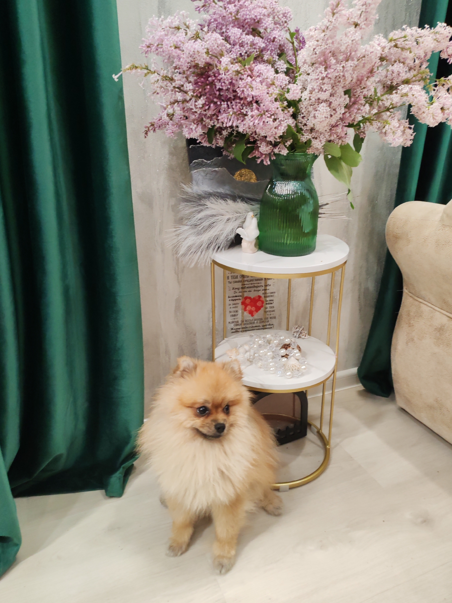 An overhead shot shows a Pomeranian dog sitting on a light-colored floor in front of a round, white side table with gold legs. The dog is facing the camera and has light brown fur. On the top shelf of the side table is a green glass vase filled with pink lilacs. A white ceramic bird figurine and some white feathers are also on the top shelf. The bottom shelf of the side table holds a string of white pearls and shells. Behind the side table is a dark gray textured wall, and to the left is a dark green curtain. To the right of the side table is a cream-colored sofa. The scene is likely an indoor setting in Komsomolsk-on-Amur, Russia, possibly a living room or entryway.