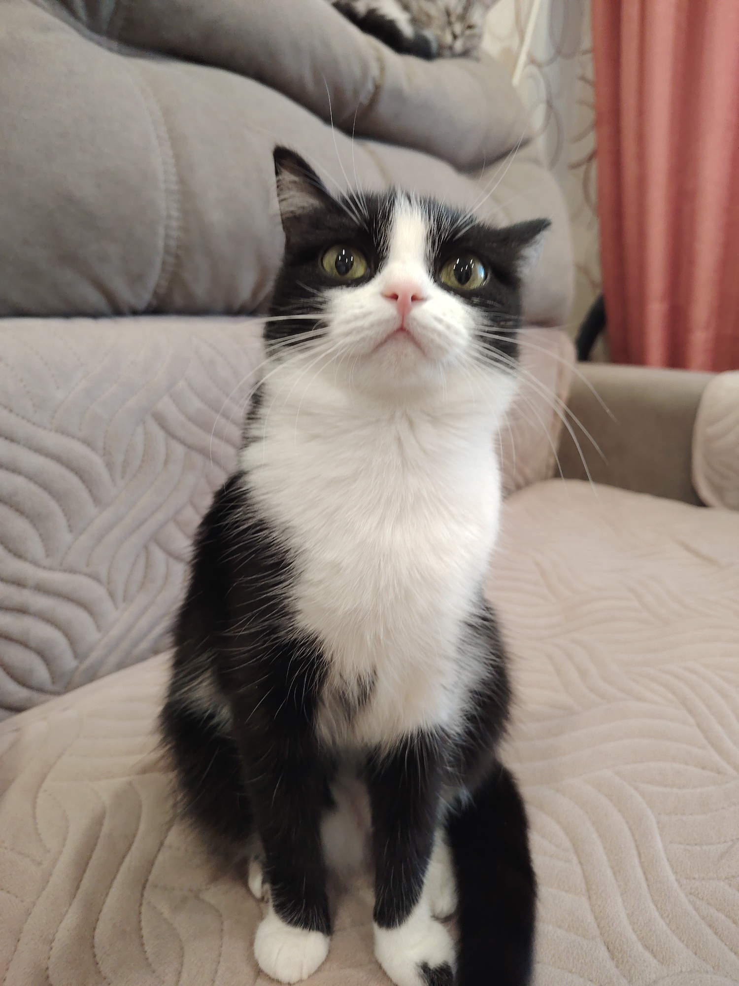 A black and white cat sits upright on a tan sofa. The cat's fur is mostly white on its chest and paws, with black markings on its head, back, and tail. Its eyes are wide and green, and its ears are pointed. The sofa is upholstered in a soft, textured fabric. In the background, a pink curtain and another cat can be seen. The lighting is soft and warm, suggesting an indoor setting.