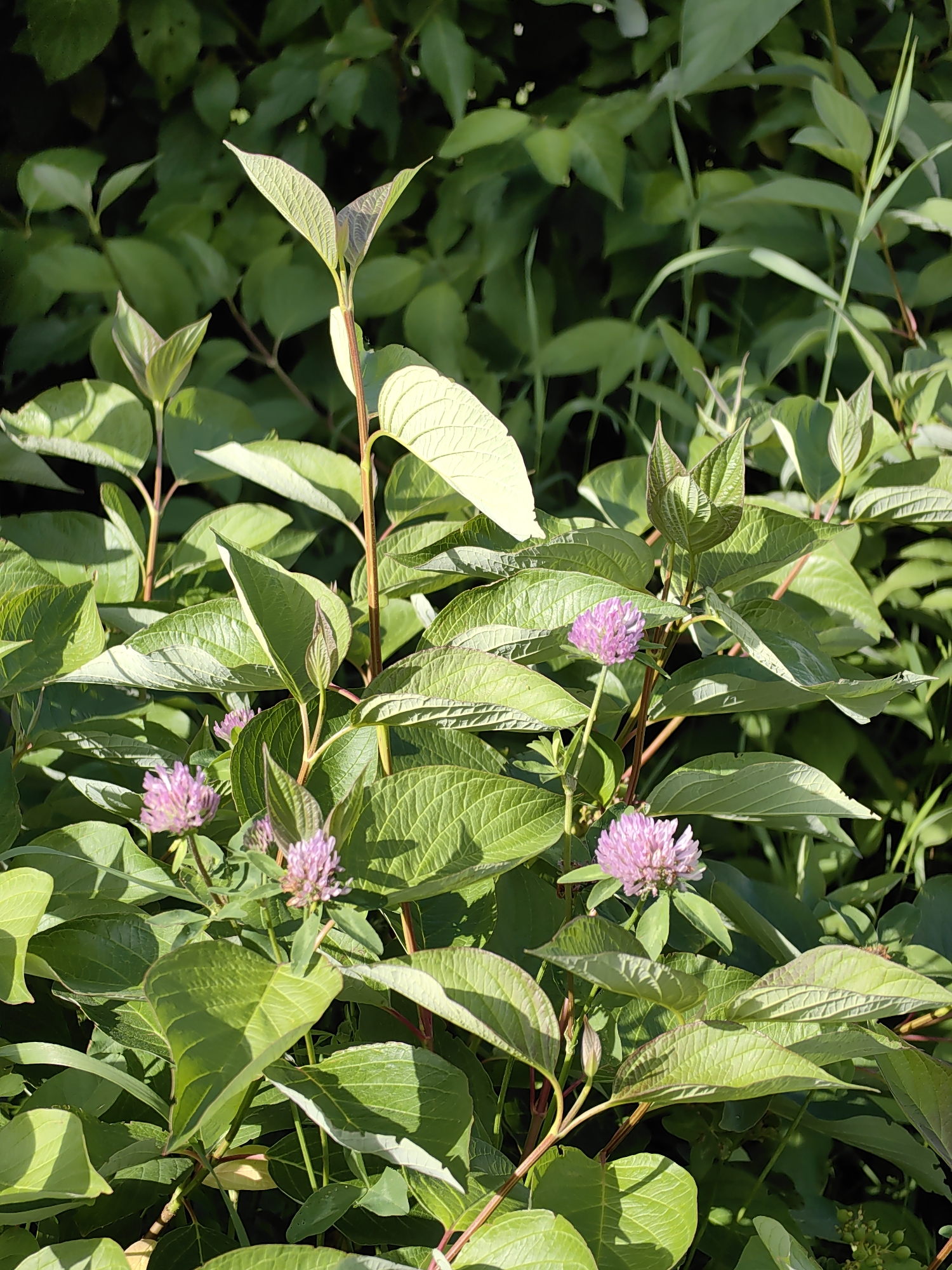A close-up shot showcases a cluster of bright green leaves and several small, pink clover flowers. The foliage is lush and textured, with sunlight catching the veins of the leaves, creating a dappled effect. The flowers are spherical, with delicate petals. The background is a dense blur of darker green leaves, suggesting a garden or natural setting. The image appears to have been taken outdoors in daylight. There are no people or animals visible. The scene is peaceful and natural.