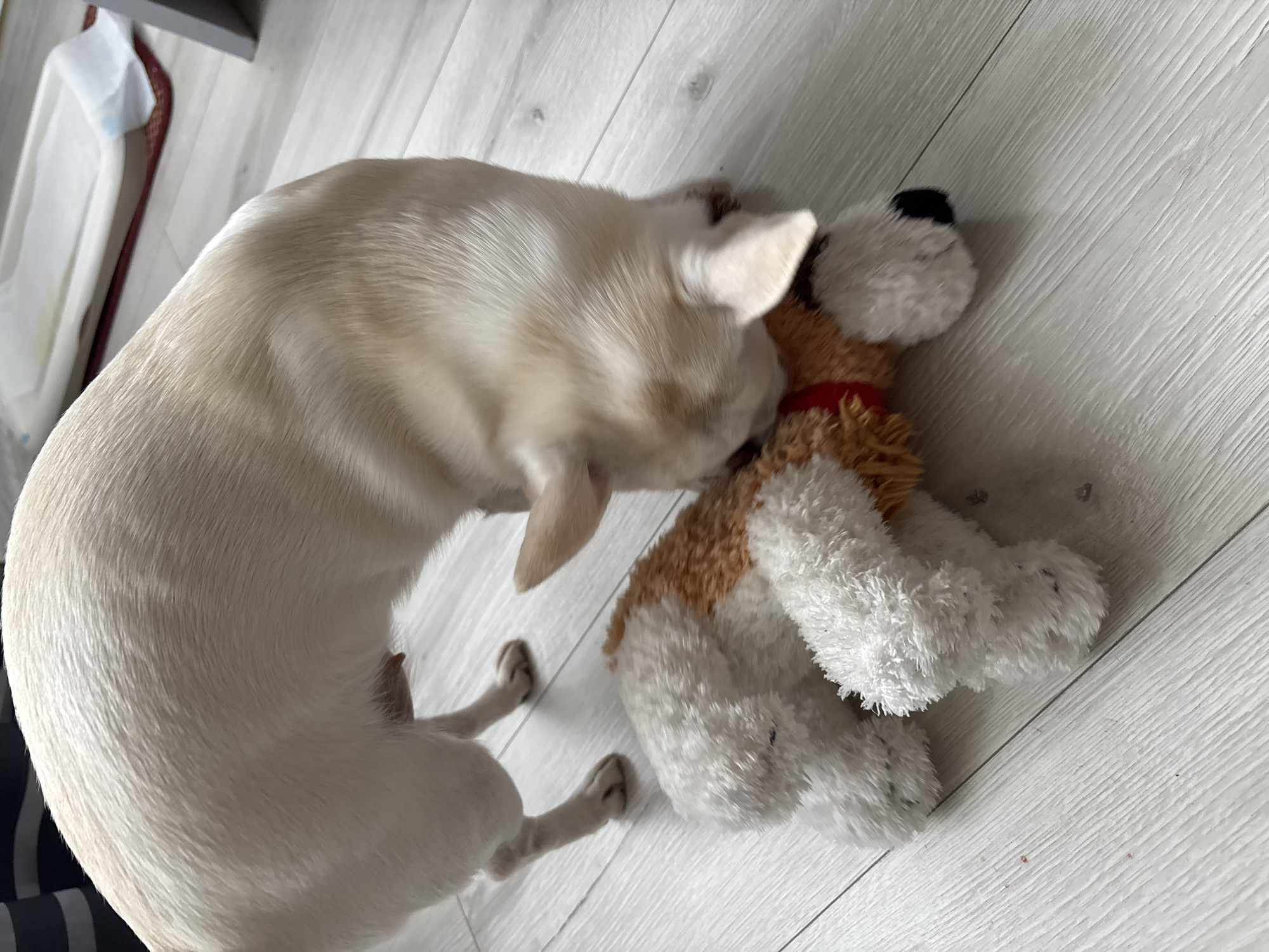 A light-colored dog is playing with a plush toy dog on a light wooden floor. The dog is leaning over the toy, with its head down, appearing to chew or mouth the toy. The plush toy is white with brown patches and has black eyes and a black nose. The environment appears to be indoors, possibly a home, with a discreet glimpse of a white changing mat on a red rug in the background. The floorboards are arranged diagonally. There is no information in the image to suggest the location is Shepetivka, Ukraine.