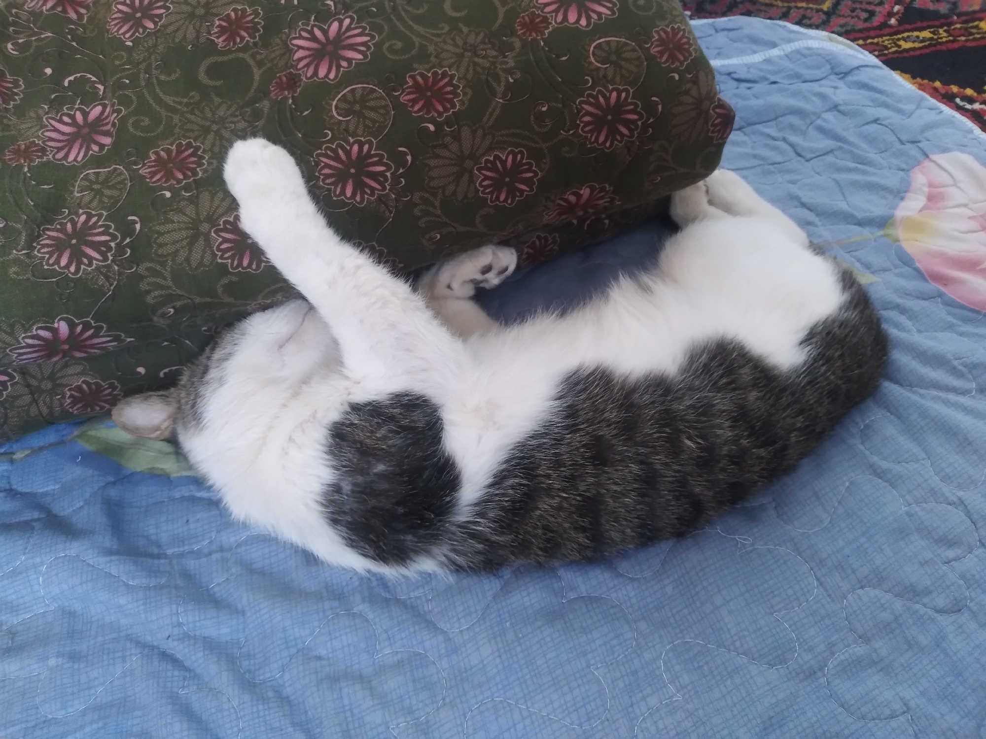 A tabby and white cat is sleeping on a blue quilted blanket. The cat is curled up on its side, with its paws tucked in. The cat's head is resting on a green pillow with a floral pattern. The blanket has a floral pattern of pink and white flowers. The background is blurred but appears to be a carpet. The scene is indoors.