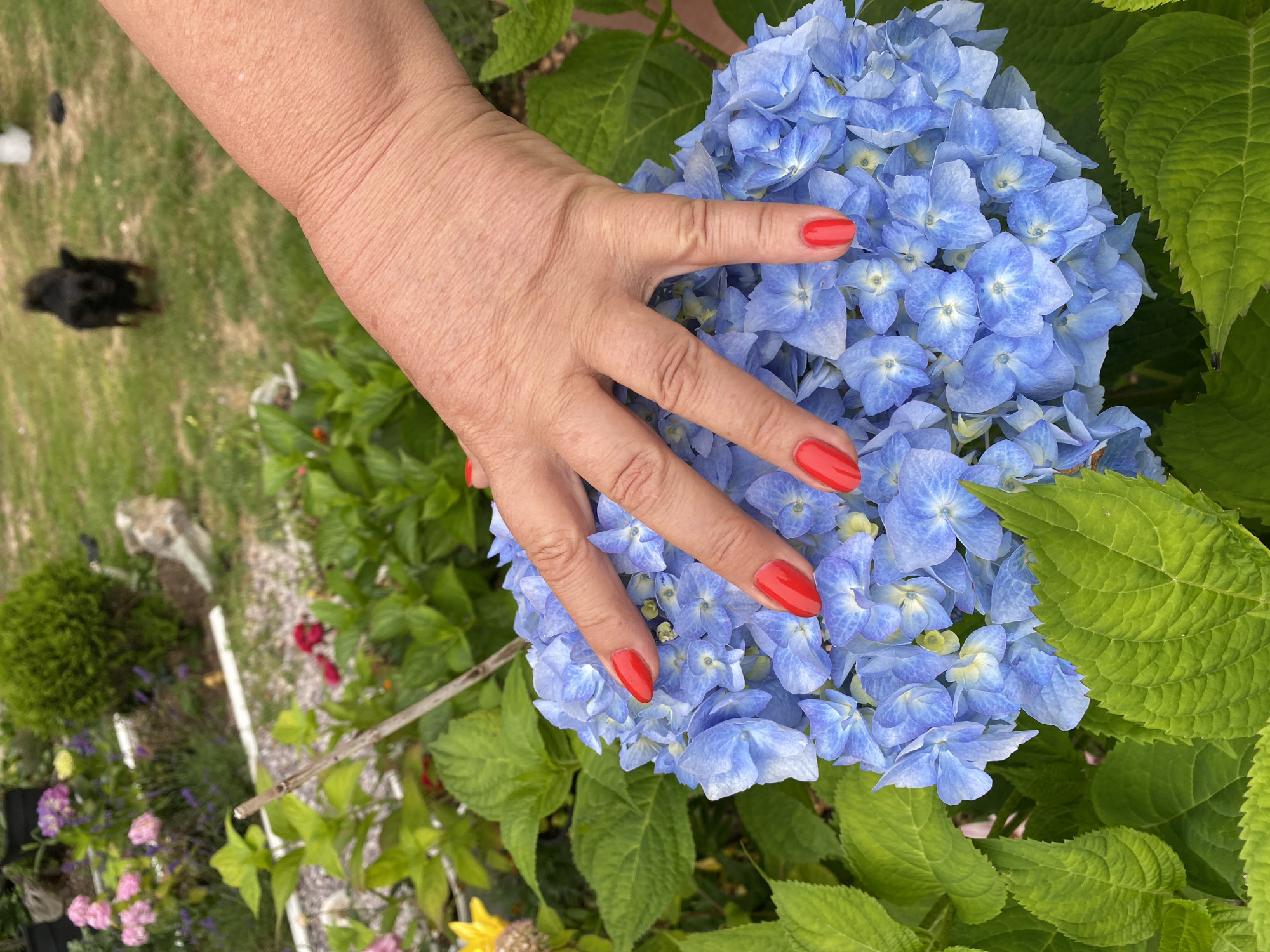 A woman's hand with bright red nail polish is placed on a large cluster of blue hydrangea flowers. The hand is positioned with fingers spread, touching the delicate petals of the flowers. In the background, out of focus, a small black dog stands on a green lawn. The environment appears to be a garden, with other plants and foliage visible. The image does not provide any information about the location in the city of Tret'ya Pad', Russia.