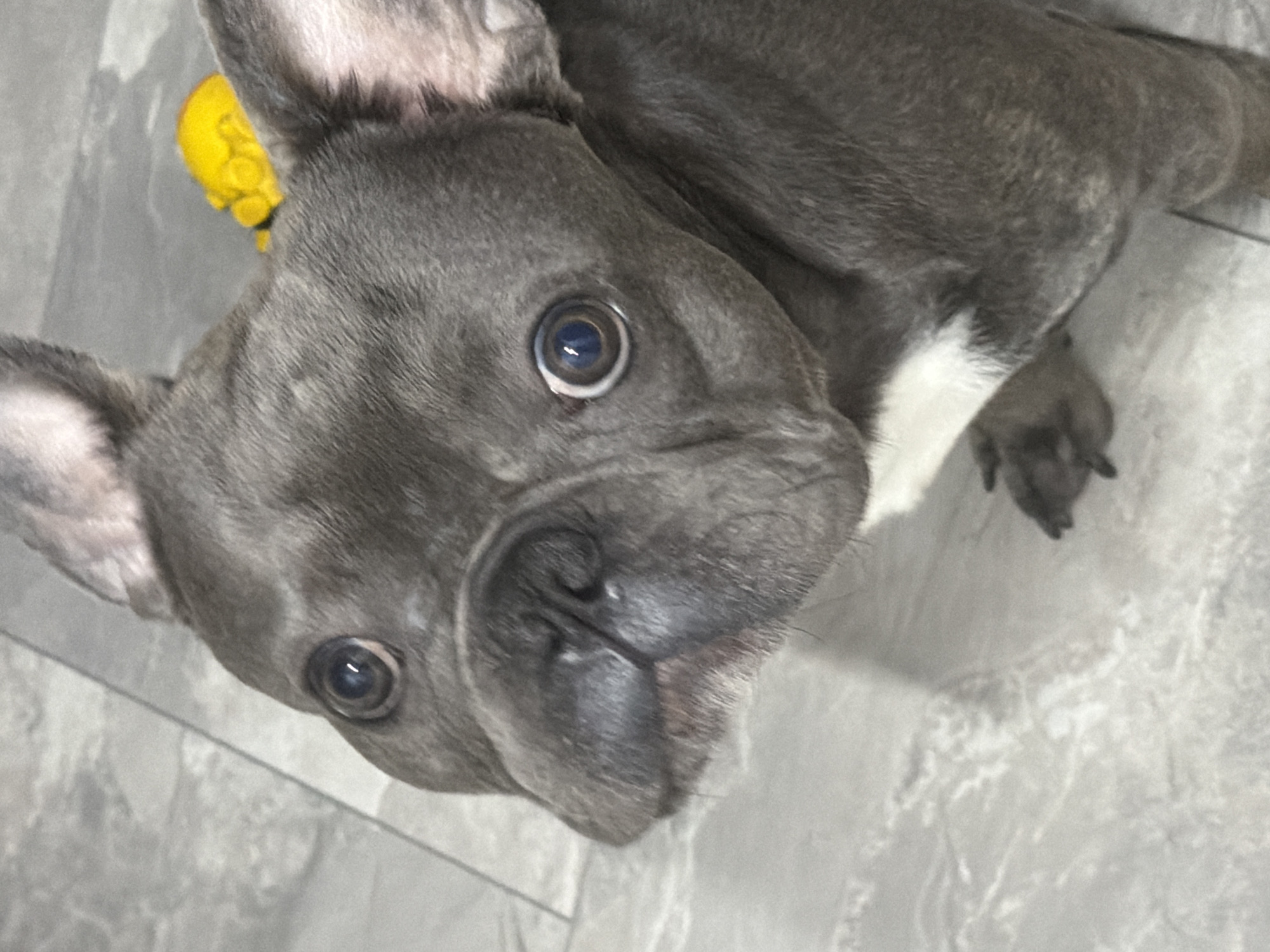 The image shows a close-up of a grey French bulldog. The dog is looking upwards and to the left with its head tilted. It has large, dark eyes, a wrinkled snout, and bat-like ears. A small portion of a yellow object is visible behind the dog's head. The background appears to be a tiled floor. The image does not provide any information about the location in the city of Ruse, Bulgaria.
