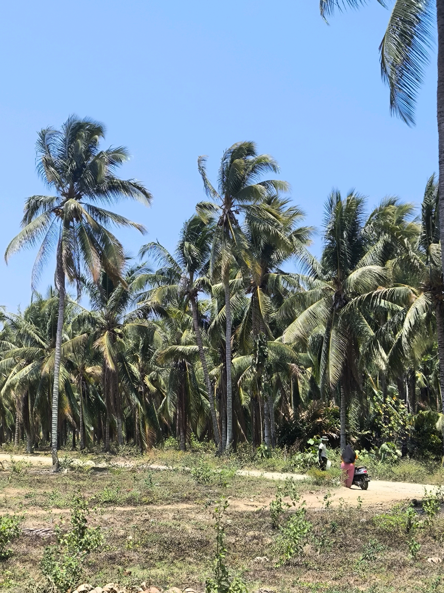 In Modelomo, Indonesia, a dirt road winds through a densely packed coconut palm grove under a clear blue sky. Two individuals are on the road. One person, wearing a pink outfit and a black head covering, is seated on a black scooter. The scooter is facing away from the camera, towards the right side of the frame. Another individual, standing and facing towards the right, is near the scooter. They are wearing a light-colored shirt and dark pants, and a dark hat. The road is flanked by dry, sparse vegetation. The palm trees are a dominant feature, creating a dense canopy in the background, with some trees showing signs of age or dryness. The lighting suggests a bright, sunny day.