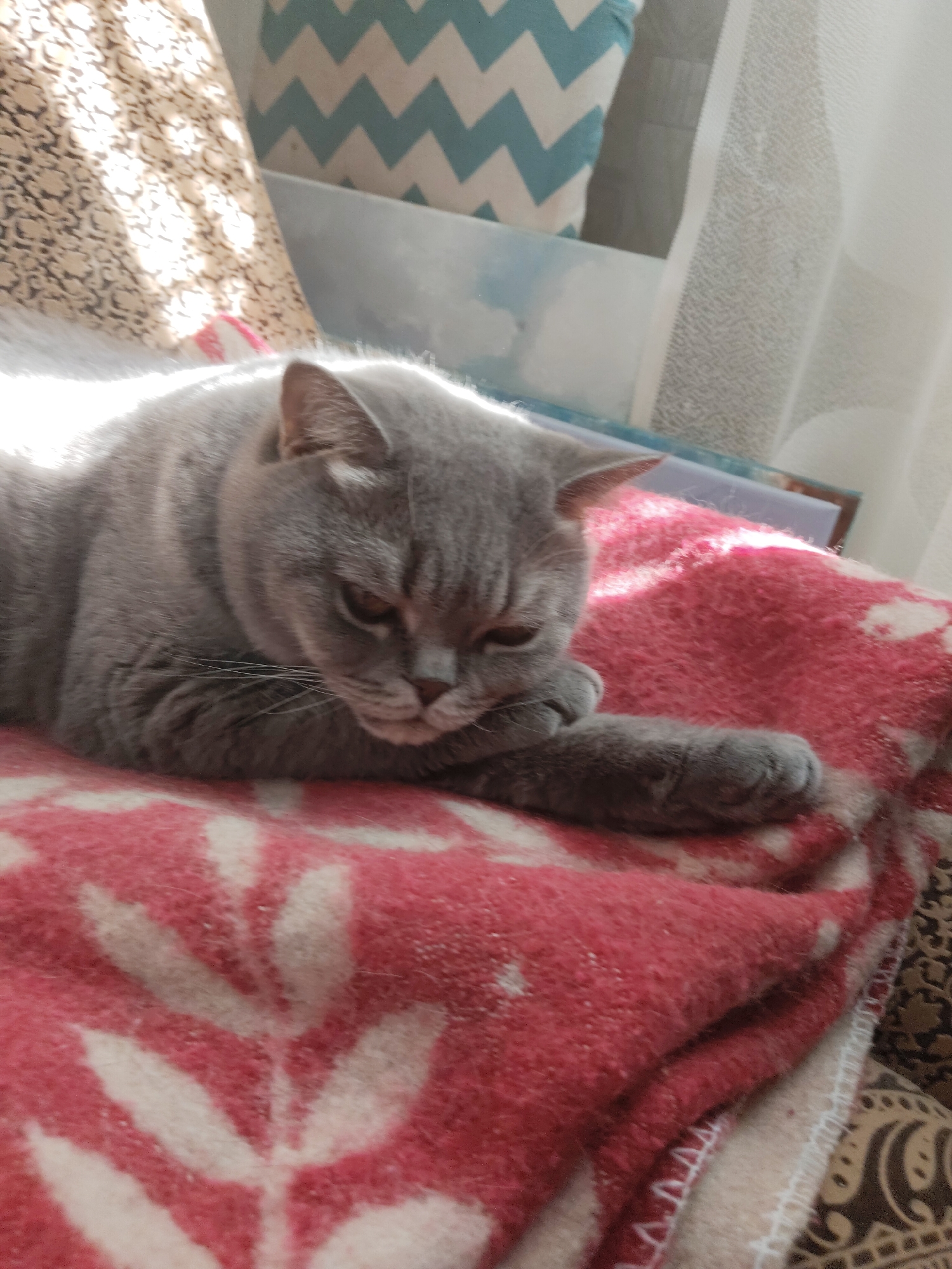A gray cat is lying on a red and white blanket. The cat's paw is resting on its face. In the background, there is a pillow with a blue and white zigzag pattern, a clear container, and a white curtain. The location is Unknown, Unknown.