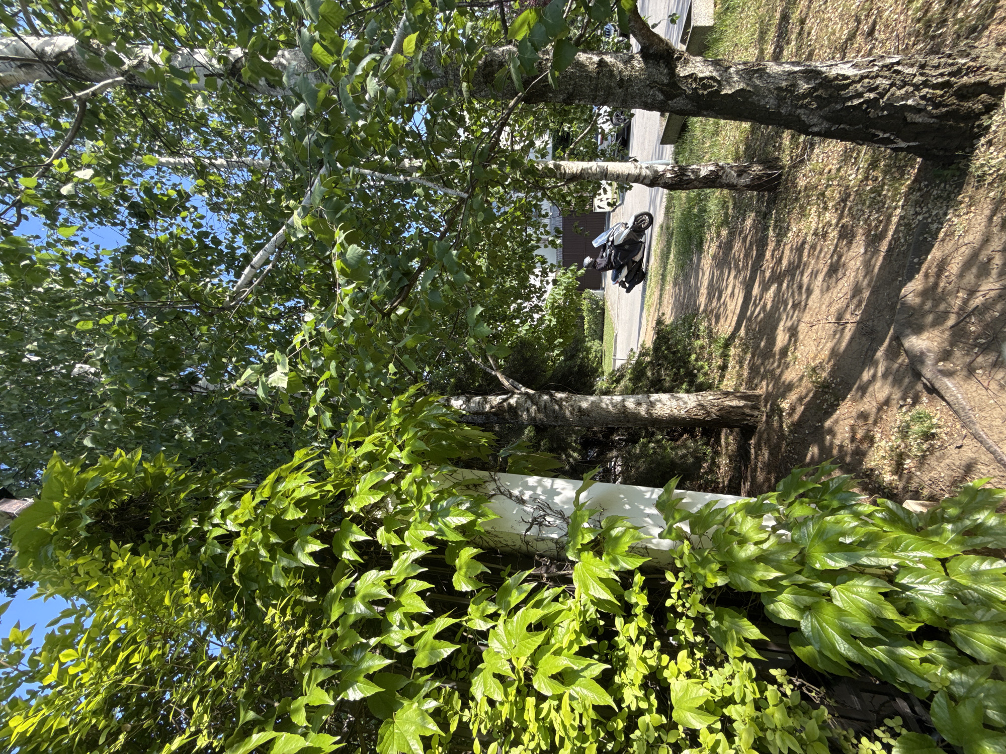 The image shows a street in Sofia, Bulgaria, featuring two birch trees with peeling white bark. One tree trunk is partially covered with green ivy. A motorcycle is parked on the sidewalk in the background. The scene is taken during daylight under a clear, sunny sky. The environment suggests a residential or park area.