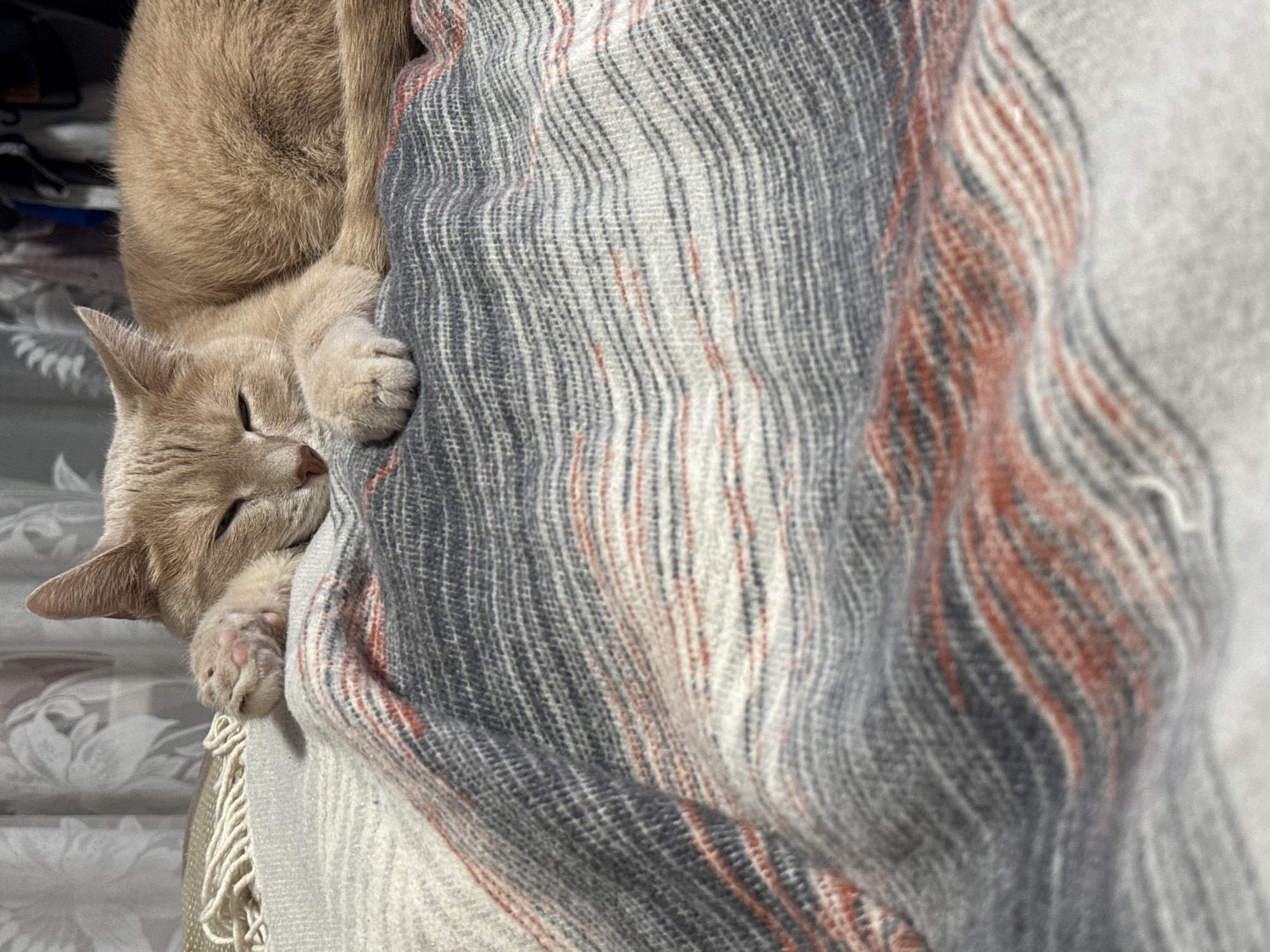 This media file features a light fawn or cream-colored cat deeply asleep or resting. The cat's head, with its eyes gently closed, and its front paws, which display delicate pink toe beans, are prominently featured as it rests against a textured blanket. A portion of the cat's back is also visible, indicating its curled or relaxed posture.
The cat is nestled comfortably within a soft, woven blanket or throw. This textile features a distinct striped pattern with varying shades of grey, white, and a warm reddish-orange or terracotta color. The texture of the blanket appears thick and inviting. Hints of the blanket's fringe can be seen at the bottom left of the frame, adding to its cozy appearance.
The background is softly out of focus, suggesting a warm and quiet indoor environment, typical of a home in Chaikovsky, Russia. The subdued lighting and the cat's peaceful demeanor evoke a strong sense of comfort and tranquility. There is no visible text in the image.