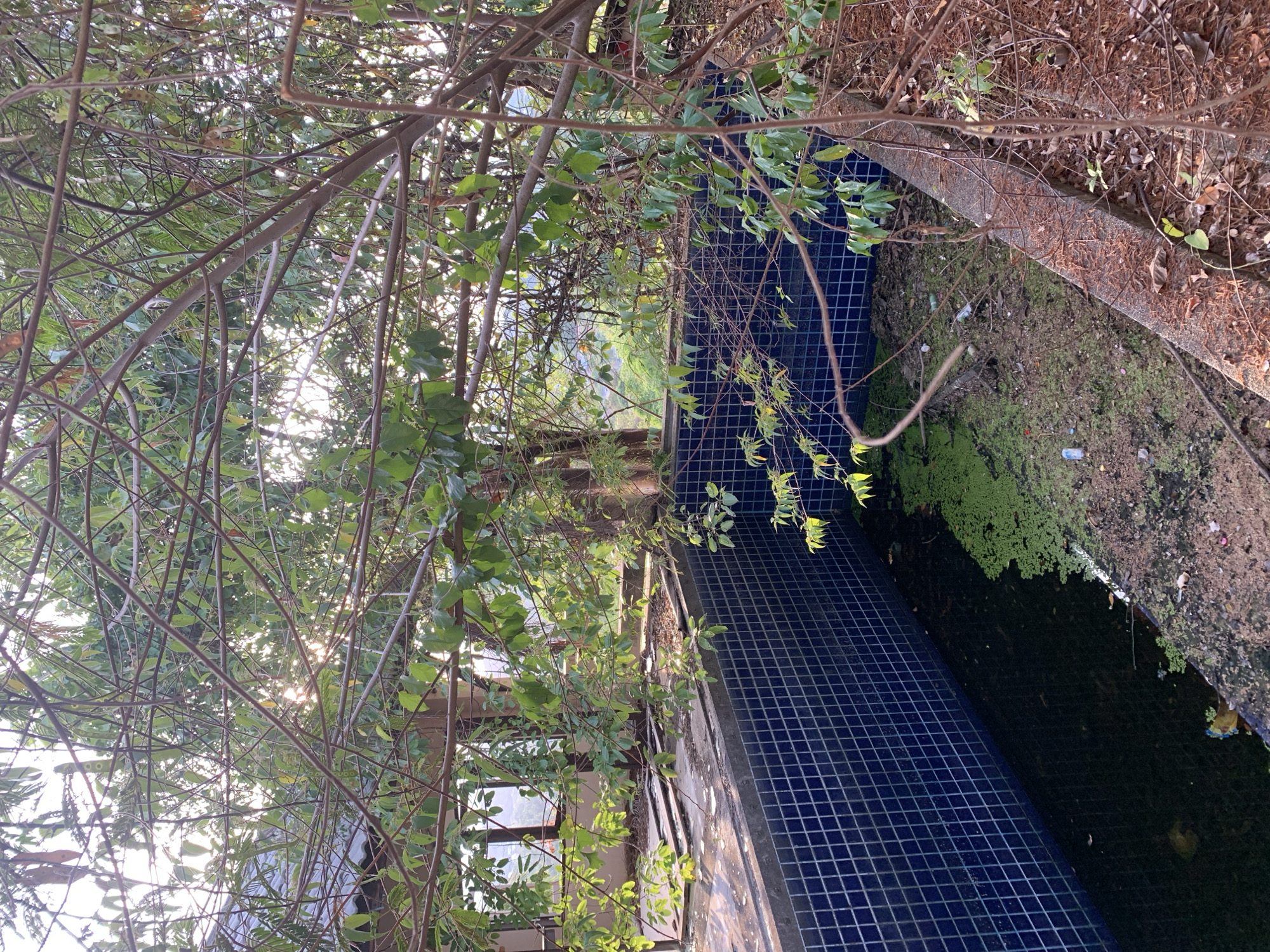 The image presents an obstructed view of what appears to be a disused swimming pool. The pool's interior is lined with small, dark blue tiles. A layer of green algae covers a portion of the water's surface. Debris, including leaves, twigs, and possible litter, can be seen along the pool's edge and within the water. Overhanging branches and foliage obscure the scene. The location is suspected to be บ้านบางรักษ์, Thailand based on additional information.