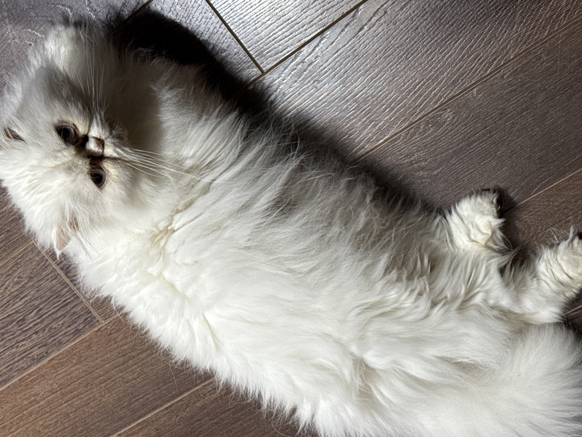 A long-haired, white cat is lying on a wooden floor. The cat is positioned diagonally across the frame, with its head towards the upper left corner and its tail extending to the lower right corner. The floor appears to be made of wood planks of two different types of wood arranged in a pattern. The cat is casting a shadow. No specific details indicate a location in Burgas, Bulgaria.