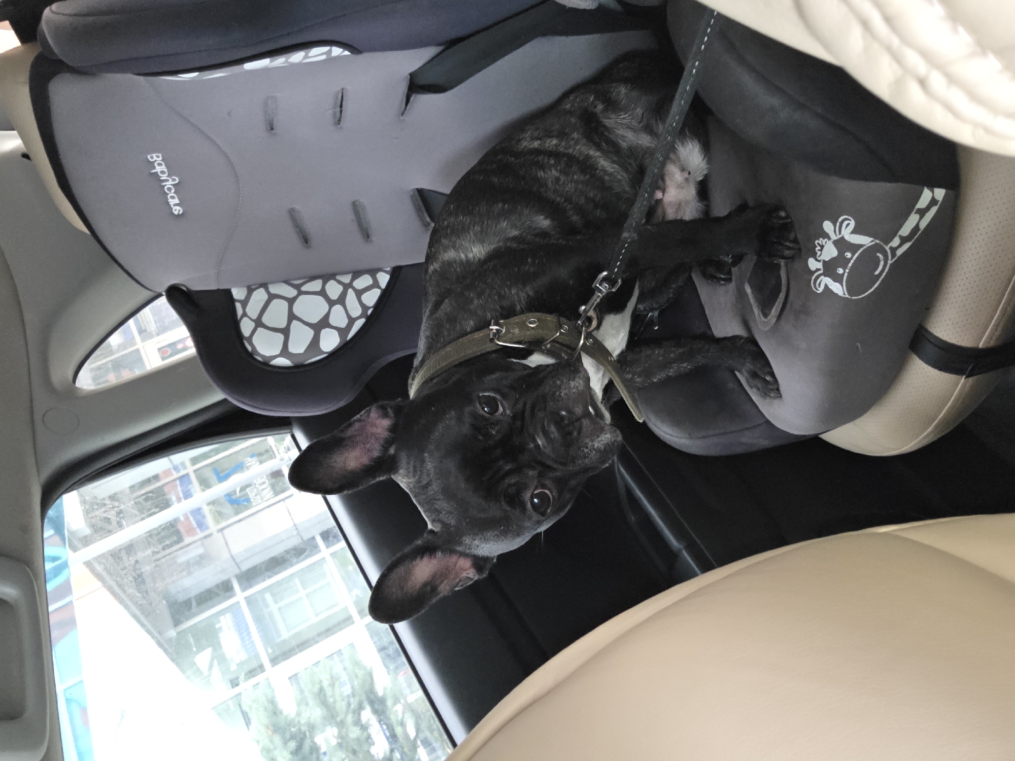 A black brindle French bulldog with prominent ears sits in a grey child car seat inside a vehicle. The car seat has a giraffe graphic on its lower portion and is positioned on the right side of the frame. The dog is looking towards the camera with its head tilted slightly. The interior of the car is visible, with a tan seat to the left and dark car door paneling. Through the car window on the left, a blurred building with large windows and trees can be seen, suggesting an urban setting. The logo "Bopsicus" is visible on the headrest of the car seat.