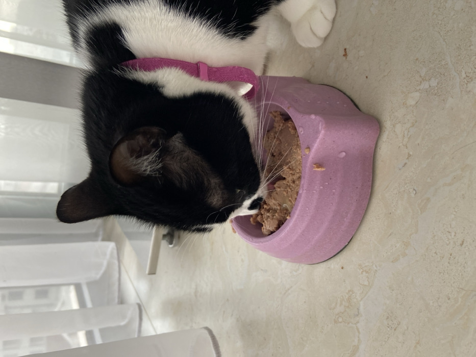 A bicolored domestic cat, primarily black with white facial, chest, and paw markings, is depicted indoors in Budva, Montenegro. The cat wears a fuchsia-pink collar and is actively consuming light brown wet food from a pink, stylized pet bowl. Food residue and liquid droplets are visible on the exterior of the bowl and on the light-colored, subtly patterned tile floor. The background features a window or balcony door covered by translucent white curtains, through which an indistinct urban architectural environment is visible.