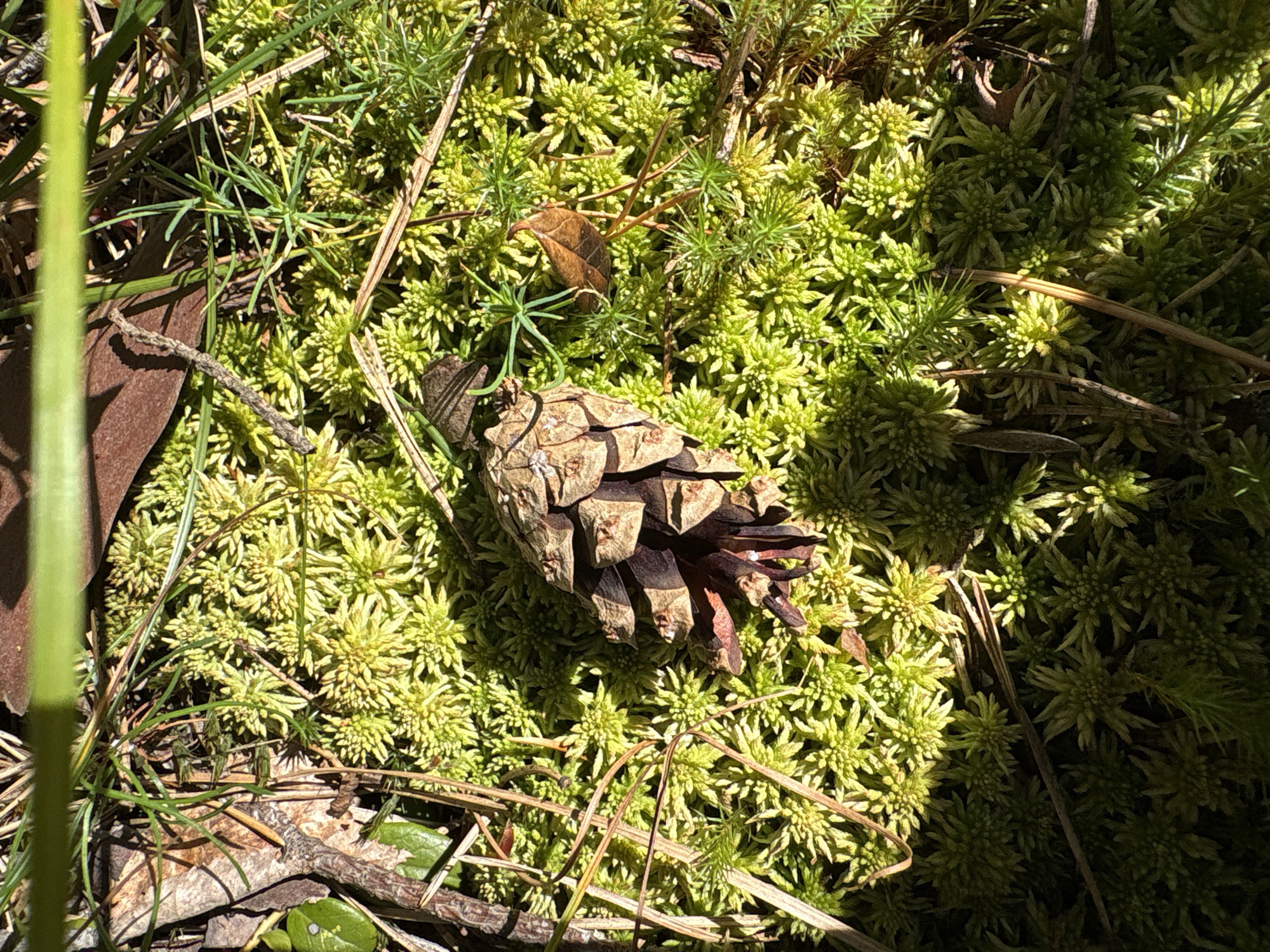 A close-up, overhead view of a small pinecone rests on a bed of vibrant green moss. The moss appears thick and spongy, with individual stalks rising to form a textured carpet. Scattered among the moss are dry pine needles and a few fallen leaves, one a small, brown, leathery leaf. The scene is illuminated by natural sunlight, casting distinct shadows on the moss. The background is blurred, suggesting the image was taken in an outdoor, natural setting, likely a forest floor. There are no people or any indication of human activity in the immediate scene. The location is specified as Beloostrov, Russia.
