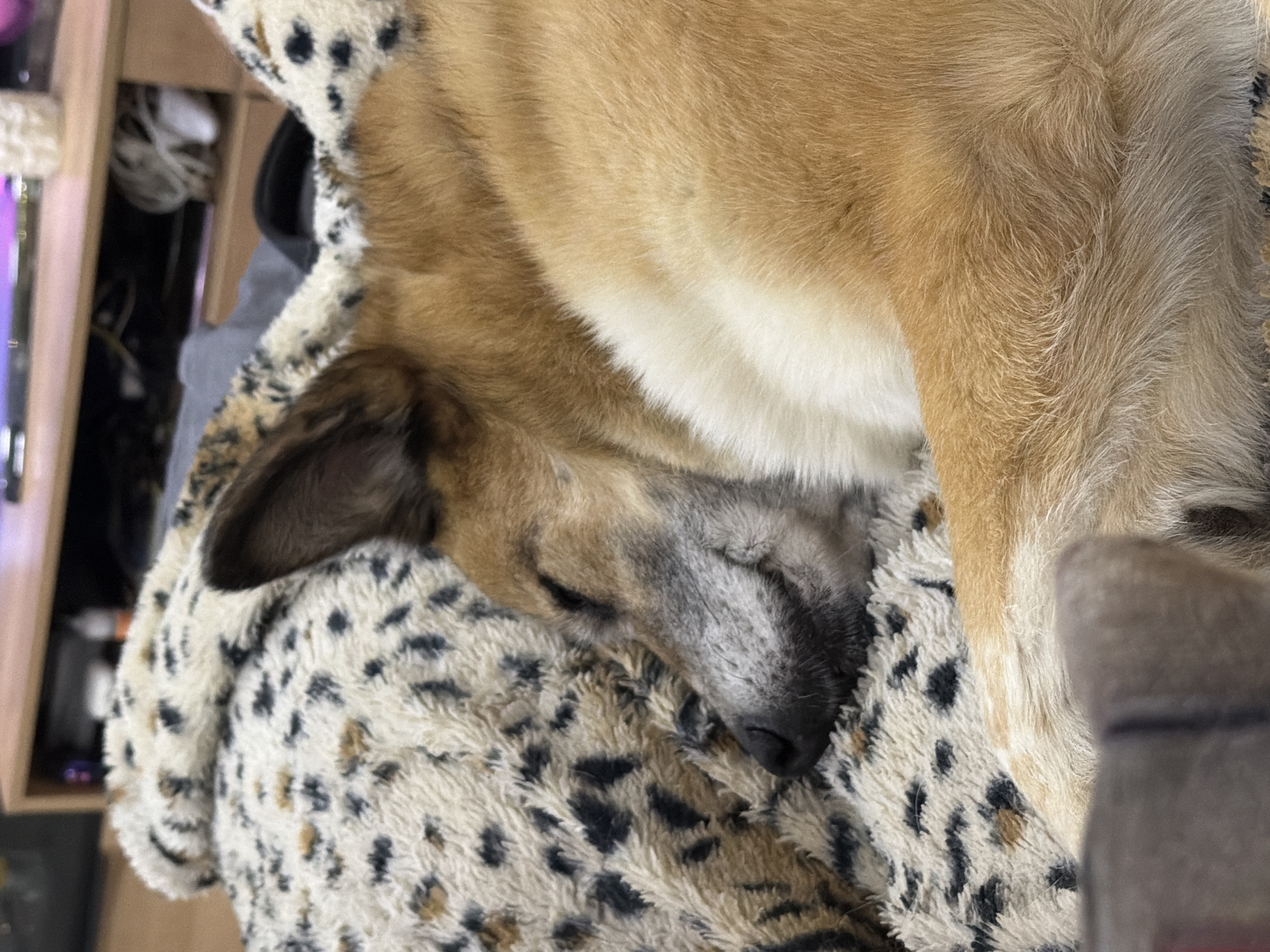 A dog is sleeping on a cheetah-print blanket indoors, possibly in Petropavlovsk-Kamchatsky, Russia. The dog is mostly brown and white with pointed ears and is curled up on the blanket. The background shows a wooden shelf unit with some items on it.