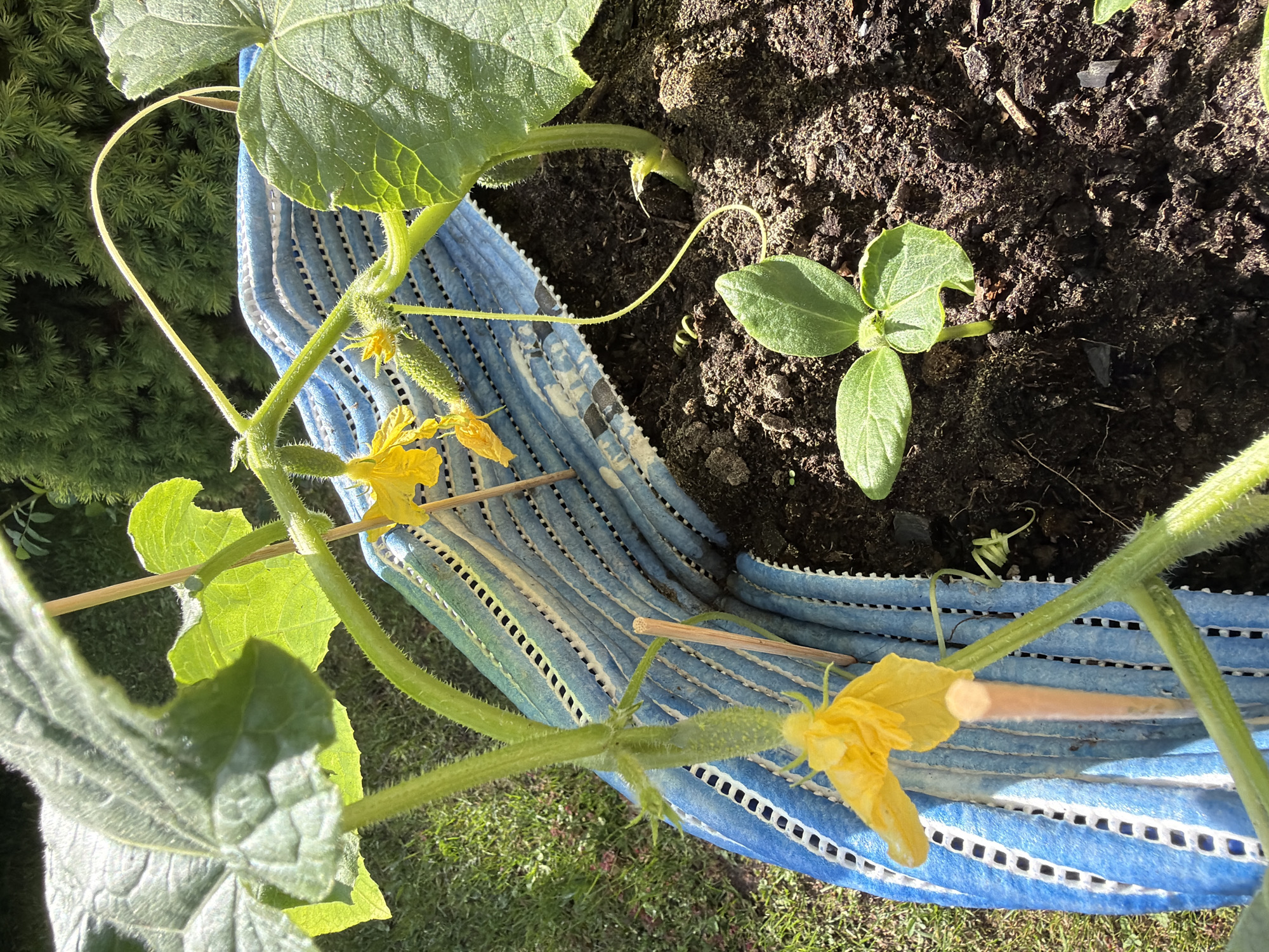 The image shows a close-up, high-angle view of a small cucumber plant growing in a blue and white striped fabric container filled with dark soil. The plant has several green leaves and stems, with yellow flowers and developing cucumbers visible. A young cucumber seedling with two leaves is also emerging from the soil in the foreground. The container appears to be outdoors, with glimpses of green grass and a dark green bushy plant in the background, suggesting a garden or yard setting. Wooden stakes are used to support the growing plant. The scene is well-lit, indicating it was taken during the daytime.