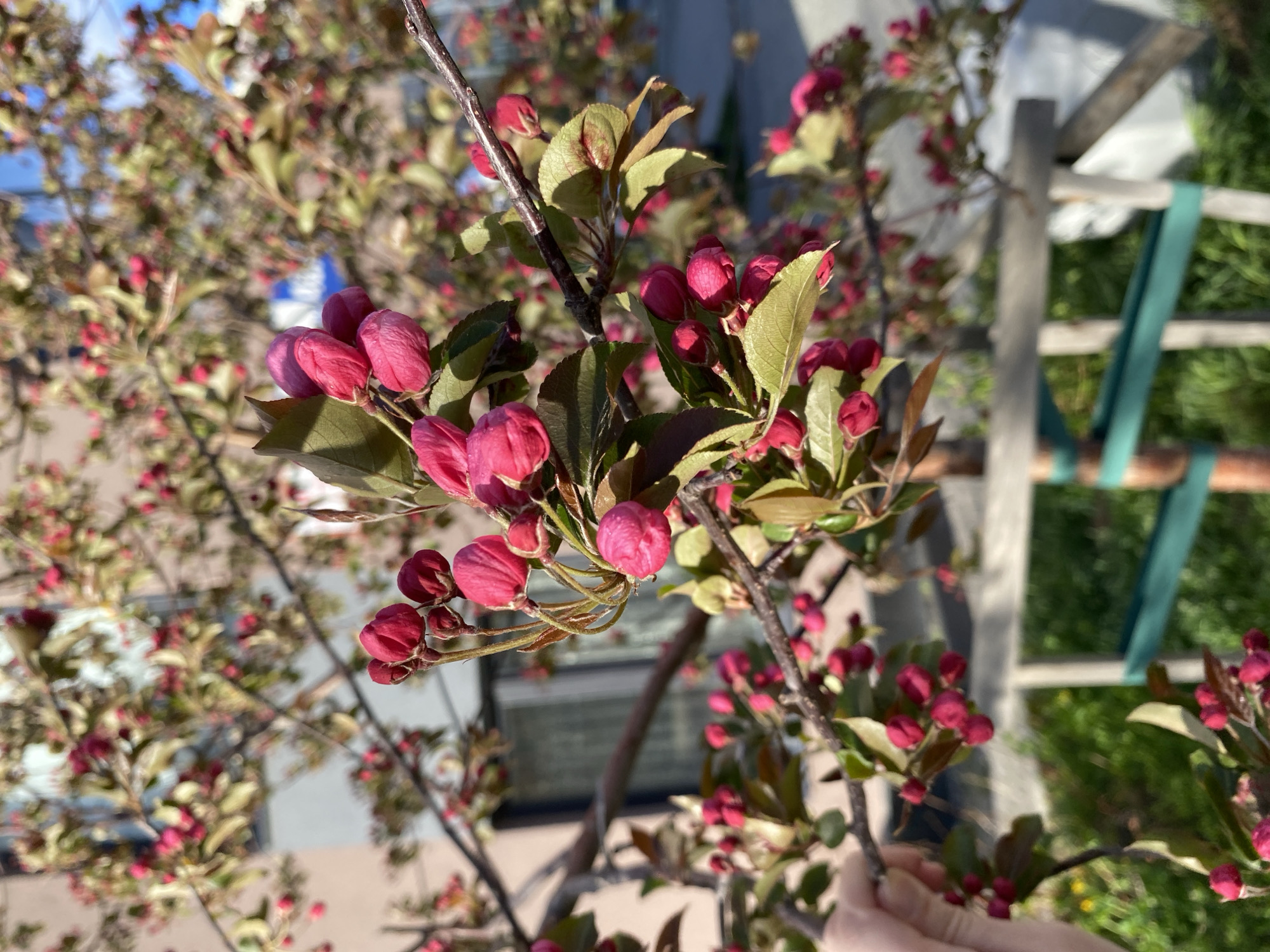 A close-up shot depicts the branches of a tree adorned with small, red flower buds and green leaves. The image appears to have been taken outdoors during daylight. In the background, there are elements suggestive of an urban setting, like building structures and a ladder. The composition of the image focuses on the floral details in the foreground. There is no information provided in the image or context to confirm the location of Yekaterinburg, Russia. No people can be clearly identified, though a hand is visible in the bottom right.