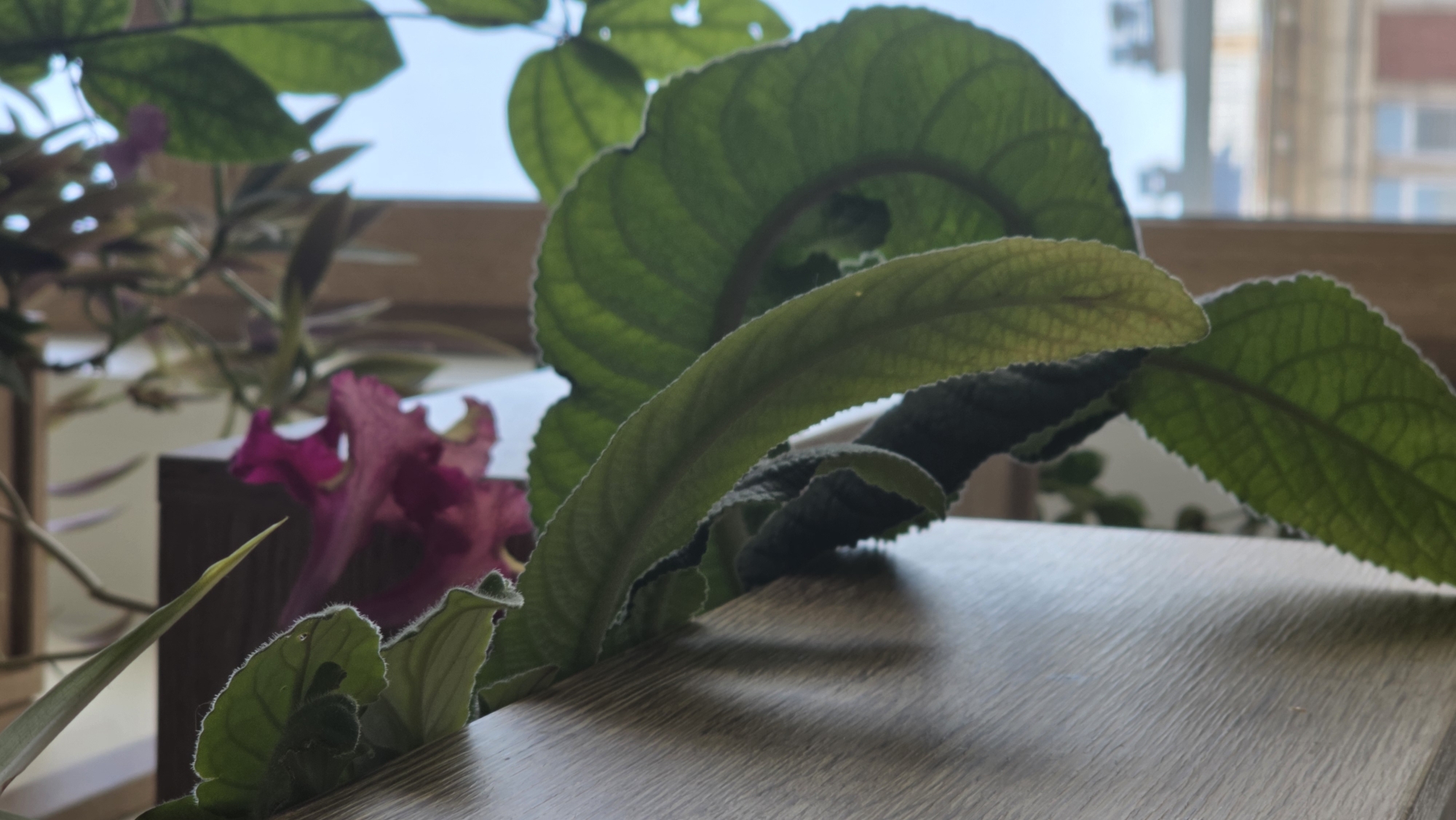 The image shows a close-up view of potted plants on a light-colored wooden surface, likely a tabletop. A plant with large, green, textured leaves dominates the foreground, partially obscuring other plants. In the background, there are plants with maroon-colored flowers. The soft light indicates a daytime shot, and through the window, buildings are visible, hinting at an urban environment. Given the architectural style and window placement of the buildings in the background, the location appears to be Saint Petersburg, Russia.