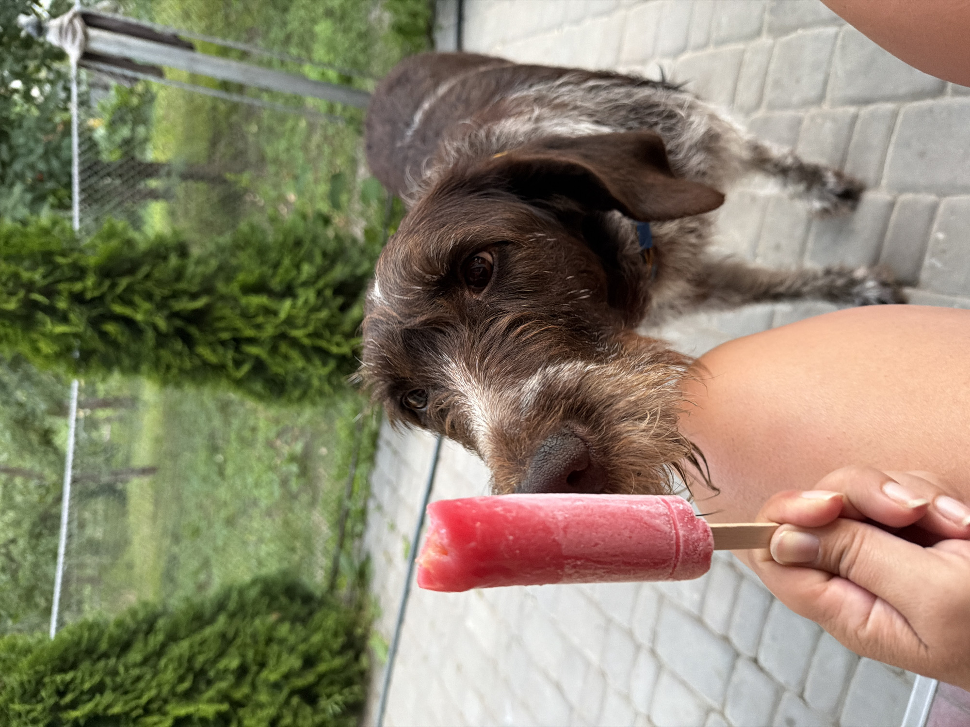 This media file features a dog, likely a German Wirehaired Pointer, with brown and white fur, looking at a person's hand holding a pink popsicle. The dog's head is tilted downwards, and its nose is close to the popsicle, suggesting an interest in it. The person's hand is holding the popsicle stick.
The scene is outdoors, with a paved patio area in the background, composed of gray rectangular tiles. To the left and out of focus, there are green bushes and trees, indicating a garden or natural setting. A wire fence is also visible in the background.
The image appears to be taken during daylight hours, likely on a warm day given the popsicle. The perspective is from above the dog and the popsicle, suggesting the person is sitting or kneeling.
The overall mood conveyed is one of curiosity and perhaps a bit of longing from the dog, while the presence of the popsicle suggests a moment of refreshment. The location is identified as Kamianka-Buzka, Ukraine. There is no visible text in the image.