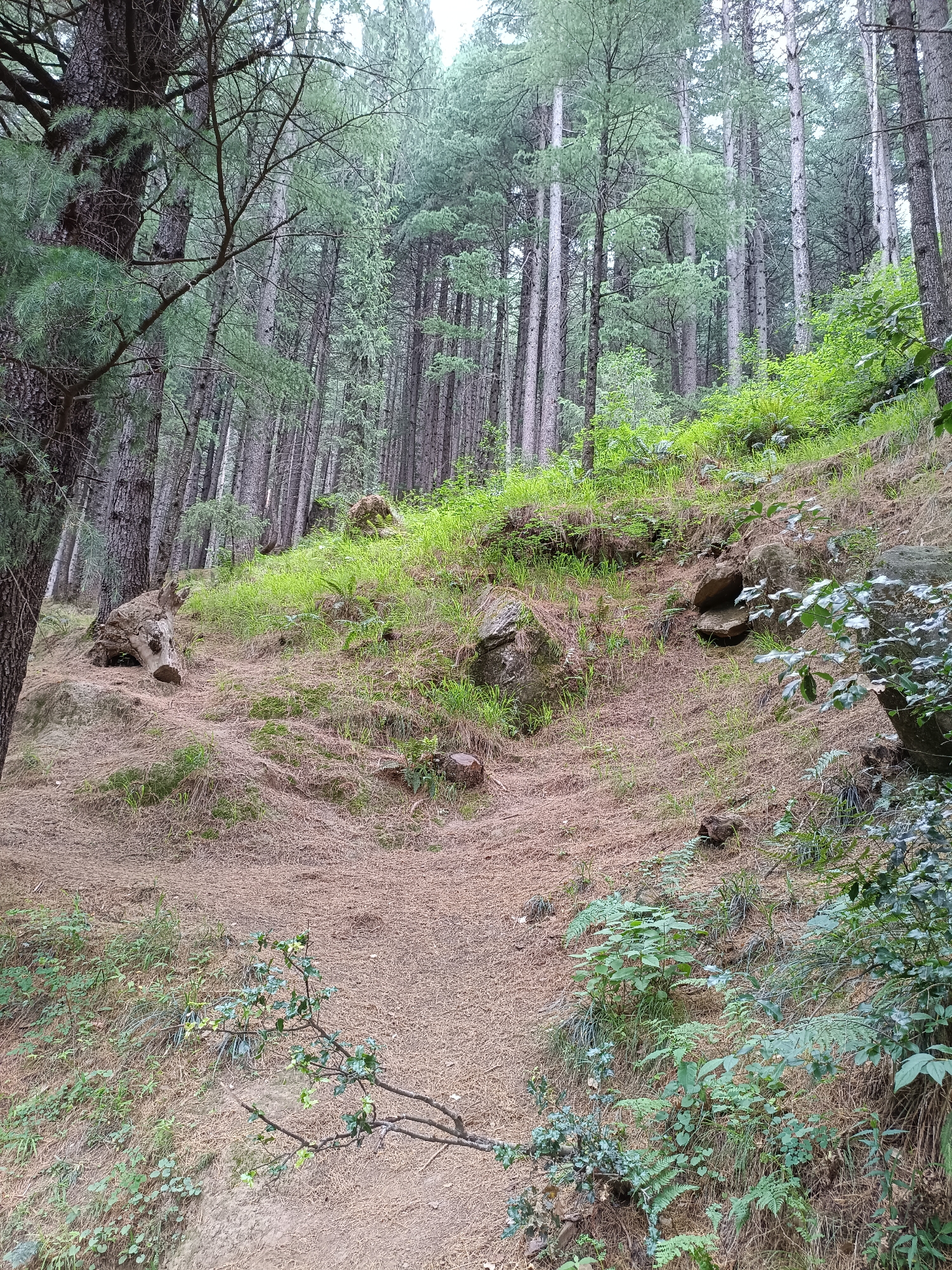The image depicts a sloped forest floor in Vashisht, India, covered in pine needles and sparse dry grass. A dense stand of tall, slender pine trees dominates the background, with their trunks appearing grey and their needles a muted green. The ground slopes upwards to the right, where patches of vibrant green grass and ferns are visible, contrasting with the drier lower sections. Several large rocks are scattered across the terrain, some partially embedded in the soil. A large, weathered log with a hollow opening lies on the left side of the frame, positioned on a slightly raised mound. In the foreground, a small, leafy branch extends into the frame from the right, with various green plants and ferns growing on the slope. The overall impression is of a natural, somewhat unkempt forest environment.