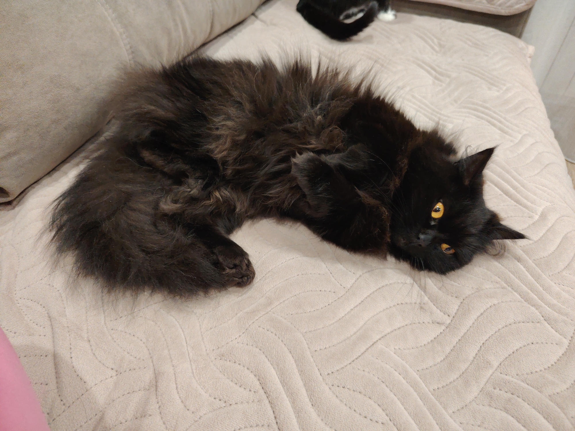 A black, long-haired cat with yellow eyes lies on a light beige, patterned couch. A second cat, partially visible, is in the background. The setting appears to be indoors.