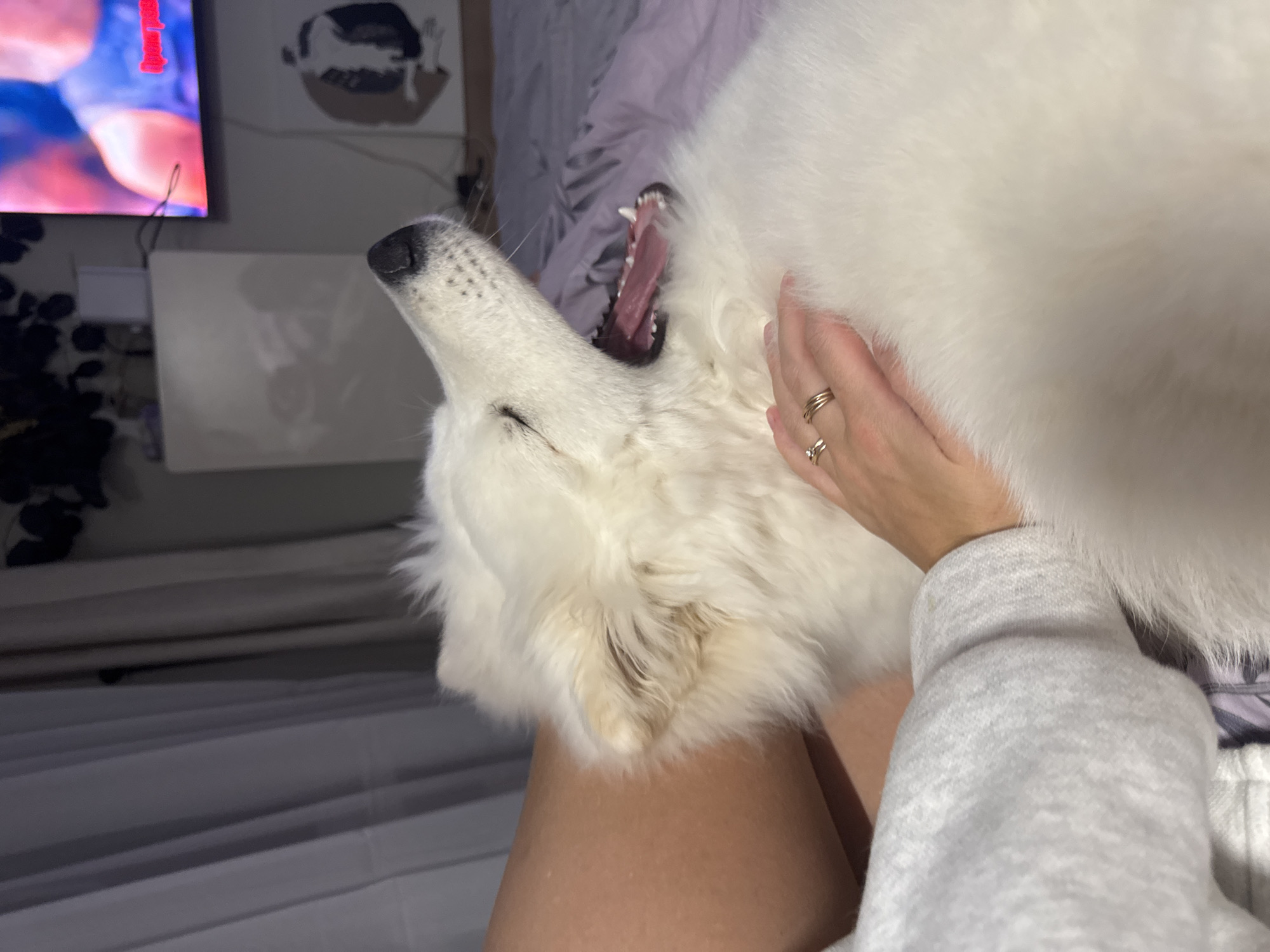 A white Samoyed dog is yawning in an indoor setting. The dog is lying on a person's lap, with the person's hand resting on the dog's head. The dog's mouth is open wide, revealing its teeth and tongue. The person is wearing a light gray long-sleeved shirt. In the background, there is a television, a picture on the wall, and a bed with gray sheets. The location is unknown, and there is no indication that it is in the city of Chaikovsky, Russia.