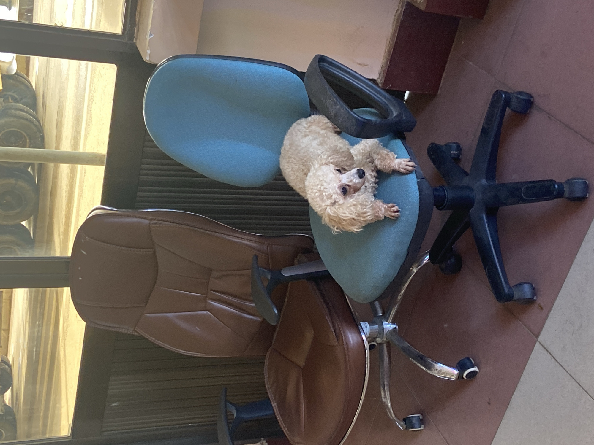 A small, light-colored poodle is sitting on a blue office chair, looking to its left. The chair has black arms and a black five-star base with wheels. To the left of the blue chair is a brown leather office chair, also with a silver five-star base with wheels. The chairs are positioned next to each other, facing forward. In the background, through a window, large truck tires are visible on a dusty surface. The floor is tiled with reddish-brown and light grey tiles. This scene appears to be indoors, possibly in a workshop or garage, in Bo Y, Vietnam.