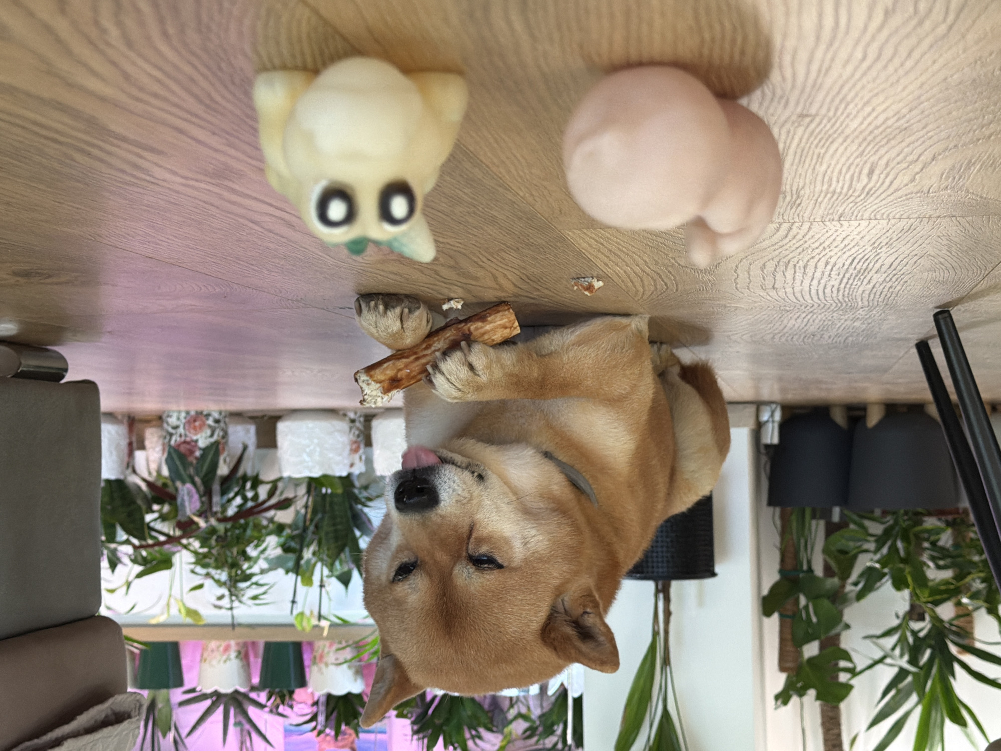 The image depicts a Shiba Inu dog lying on a wooden floor, chewing on a rawhide bone. The dog is a reddish-brown color with a grey collar. In the foreground, out of focus, are two small toys: one is a light pink, abstract shape, and the other is a light yellow toy resembling a creature with large eyes. Behind the dog, there is a shelf filled with various potted plants. The environment appears to be indoors, possibly a living room or sunroom, with natural light suggesting a daytime scene. The presence of indoor plants indicates a domestic setting. There are no people visible in the image. The overall scene is one of a dog engaged in a common pet activity within a home. The location of Priseltsi, Bulgaria is not visually discernible from the image itself.