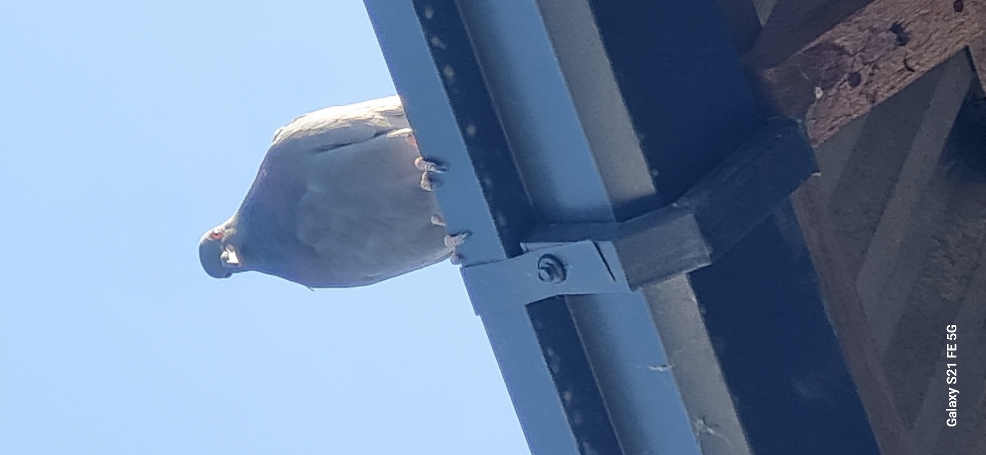 A pigeon is perched on a dark gutter against a clear blue sky. The pigeon is predominantly gray with some lighter markings on its chest and head. Its feet are visible gripping the edge of the gutter. The gutter appears to be made of metal and is attached to a building's fascia with a black bracket secured by a bolt. The scene is photographed from a low angle, looking upwards. The location is Ingichka, Uzbekistan.