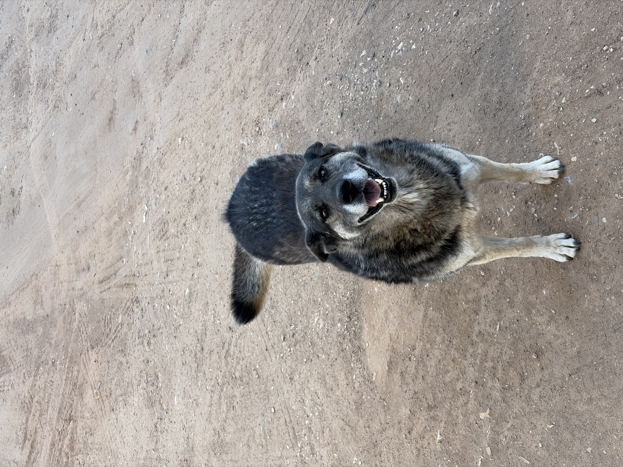 The image is a high-angle shot of a medium-sized, grey and tan dog on a dirt or gravel surface. The dog is looking up at the camera with its mouth open, appearing to smile or pant. Its fur is a mix of dark grey on its back and lighter tan on its legs and underside. The ground is light brown with small rocks and pebbles scattered across it. There is no explicit indication of the location being Izhevsk, Russia, but the image could be taken there.