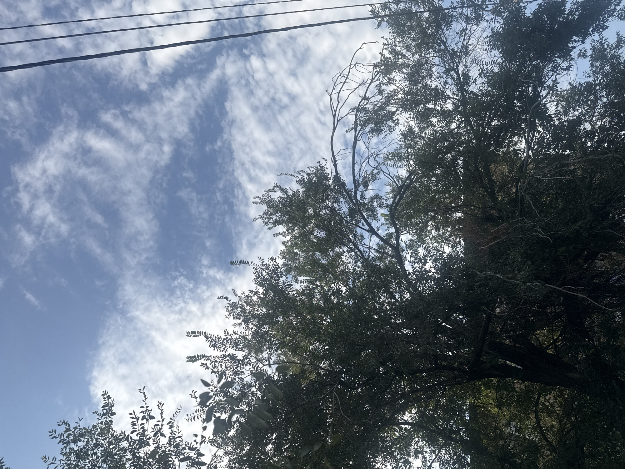 The image depicts a view looking upwards towards a blue sky filled with wispy white clouds. In the foreground and to the left, the dense foliage of a large tree with dark green leaves obscures much of the view. Several power lines are visible running vertically along the right side of the frame. The scene appears to be outdoors, possibly in a park or residential area, given the presence of both trees and power lines. There are no people or animals visible in the image. The overall impression is that of a bright, partly cloudy day. The provided information about the location in Bishkek City, Kyrgyzstan, is noted, but there are no specific visual cues within the image itself that confirm this location.