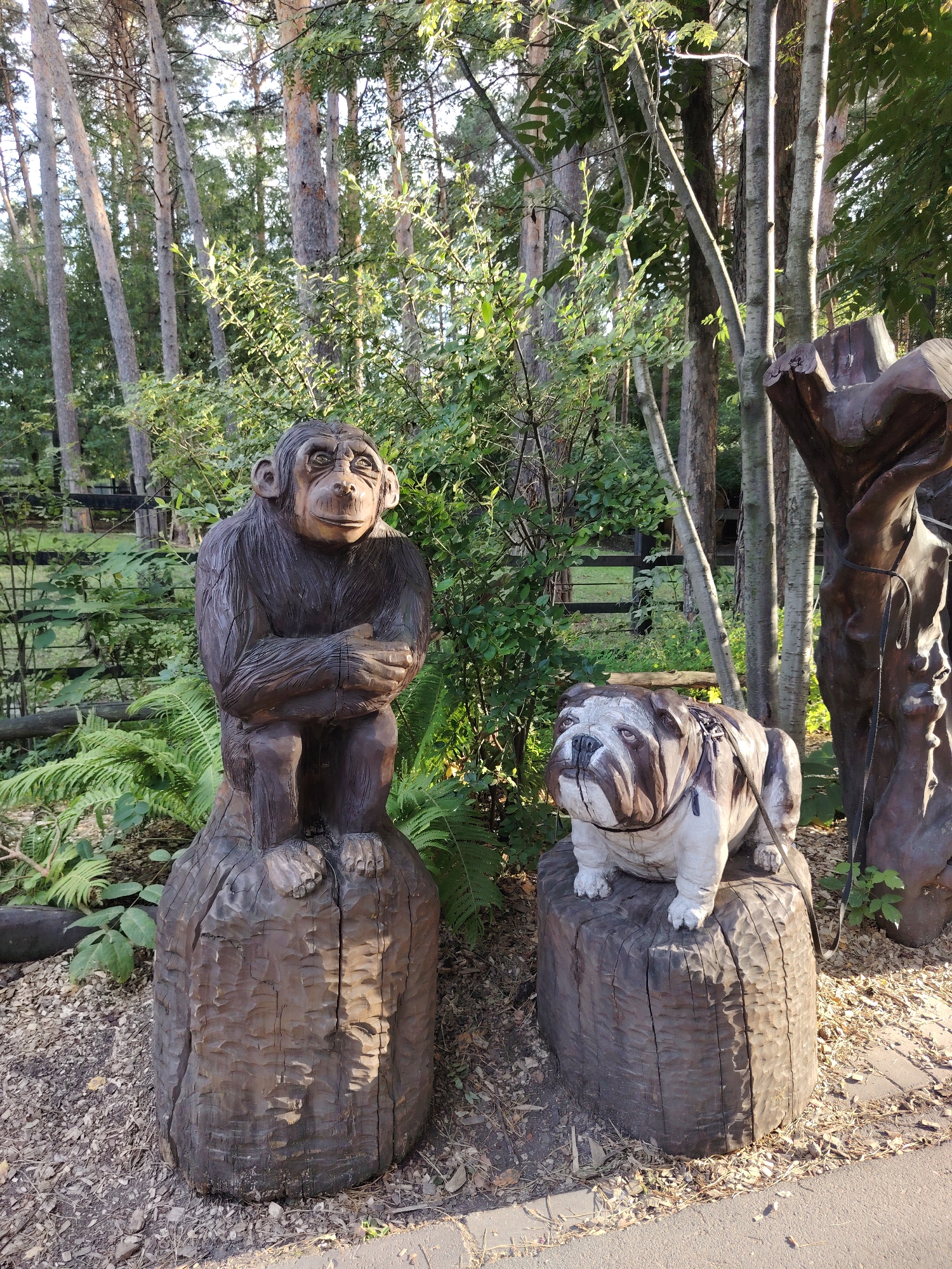 The image shows two wooden sculptures of animals placed outdoors in a natural setting. On the left is a sculpture of a chimpanzee sitting on a wooden stump. The chimpanzee is carved in a dark wood and appears to be resting its arms on its chest. To the right of the chimpanzee is a sculpture of a bulldog, also carved from wood, resting on another wooden stump. The bulldog is lighter in color with darker markings. Behind the sculptures are trees with lush green foliage and some ferns. A wooden fence is visible in the background. The ground is covered with wood chips and some scattered leaves. The lighting suggests it is daytime, possibly late afternoon with sunlight filtering through the trees. This scene is located in the Novosibirsk Zoo, which is known for its diverse collection of animals and its naturalistic enclosures.