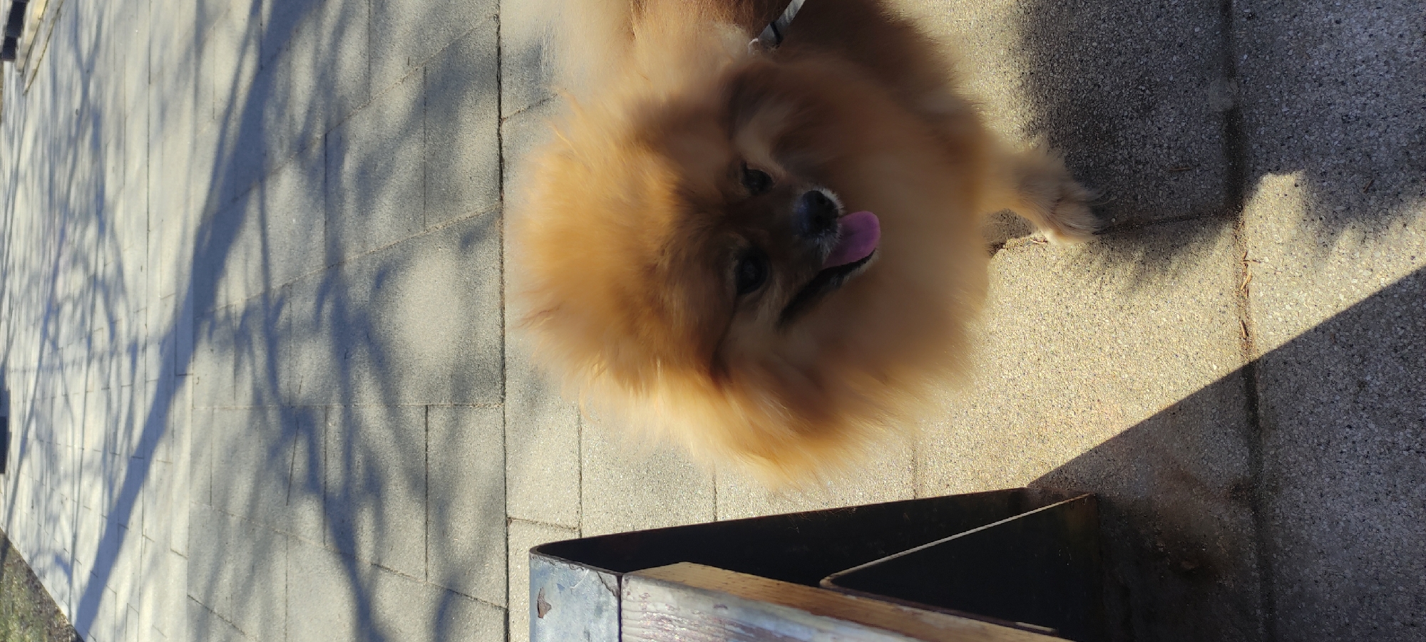 A tan Pomeranian dog with its tongue out stands on a paved surface. The dog is near the corner of a dark metal object that has a wooden top. The pavement is made of light-colored square tiles. The shadows of tree branches are visible on the paved area. The location is Fryazino, Russia.
