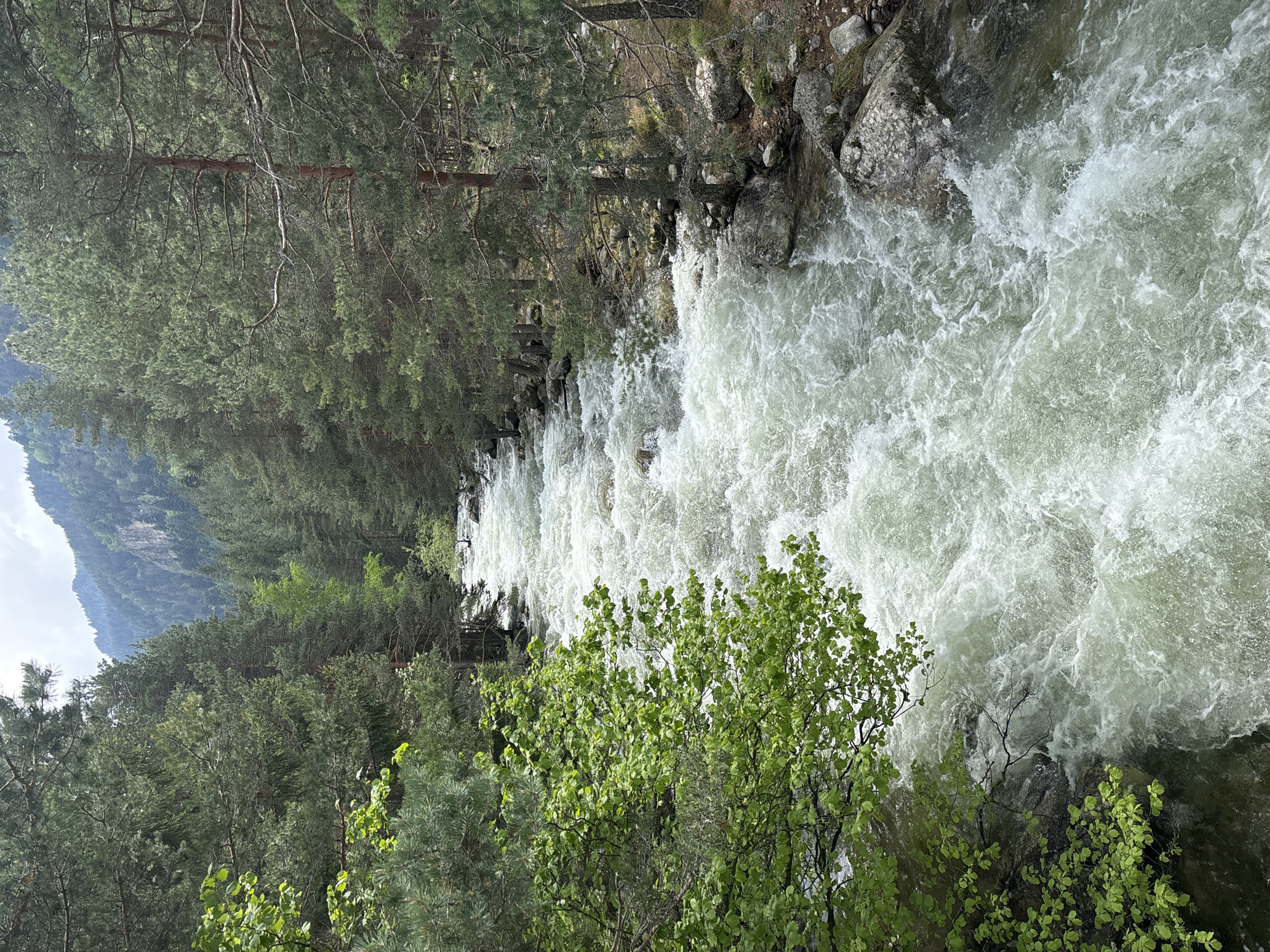 This vertical image depicts a wild, natural landscape in Beli Iskar, Bulgaria, centered on a rapidly flowing river flanked by dense coniferous forests under an overcast sky. The turbulent river, appearing light green-grey with numerous white rapids, dominates the central and lower portions of the frame, flowing from the midground towards the foreground. On the left bank in the immediate foreground, a branch with vibrant green deciduous leaves partially extends into the frame.
Both banks of the river are densely covered with tall, dark green coniferous trees, likely pine or fir, whose needle-covered branches and occasional brown trunks are visible. These forests extend steeply upwards into the midground. The riverbanks themselves feature exposed grey boulders and rocks, particularly visible along the right side where they meet the water. In the upper background, heavily forested mountains rise, their contours softened by distance and atmospheric haze against a mostly white and grey, cloudy sky. The overall lighting is natural and diffused, characteristic of an overcast day. No human figures or artificial structures are present in the scene.