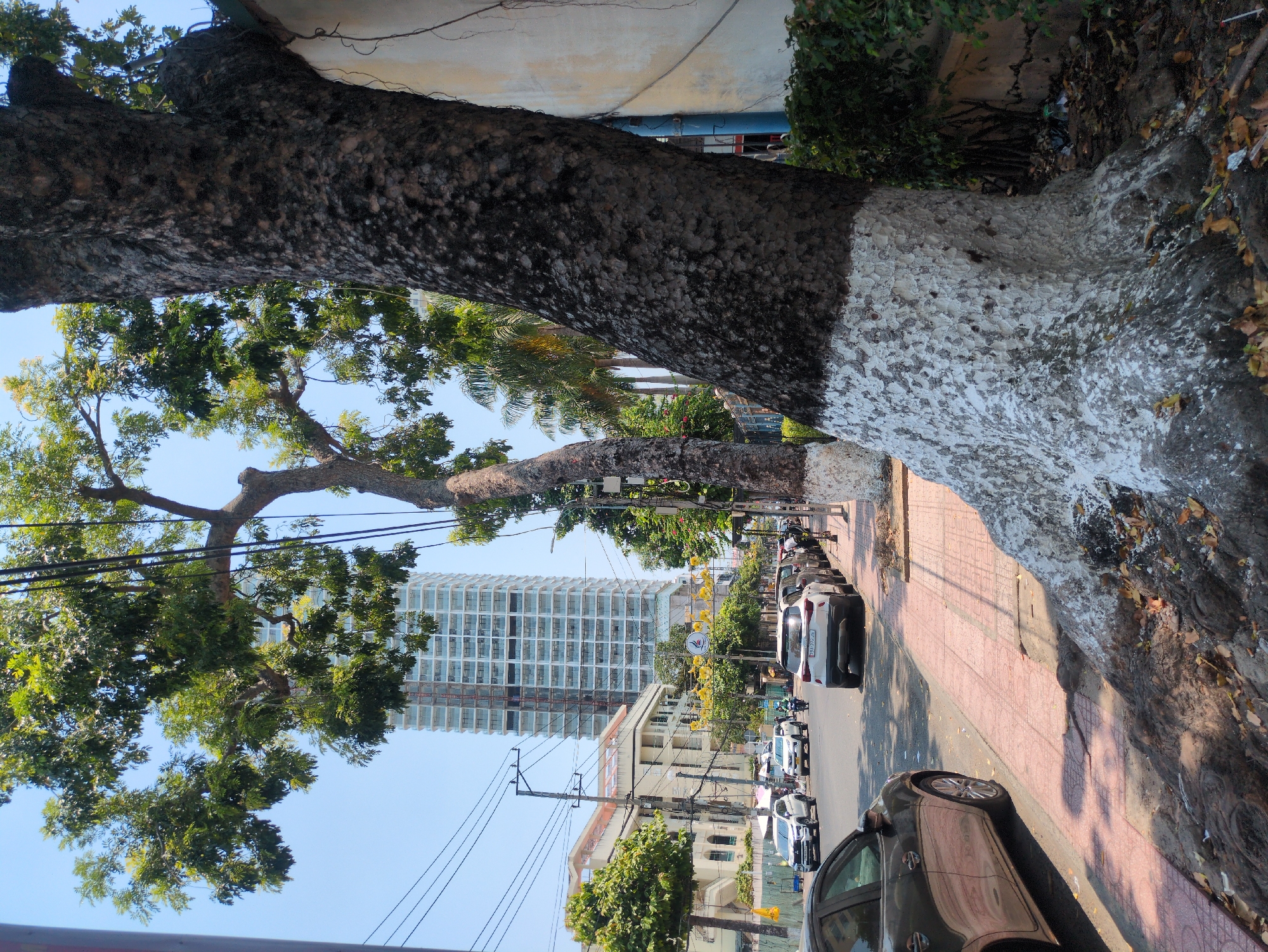 The image depicts a street scene in Nha Trang, Vietnam. The foreground is dominated by a large tree with its trunk painted white on the lower portion. The street, tiled in pink, is lined with parked cars. A tall, modern building is visible in the background, suggesting a central urban area. Overhead power lines crisscross the sky. There are no people immediately visible. The setting appears to be a sunny day. The environment shows a blend of natural (trees, foliage) and urban elements (buildings, street, cars).