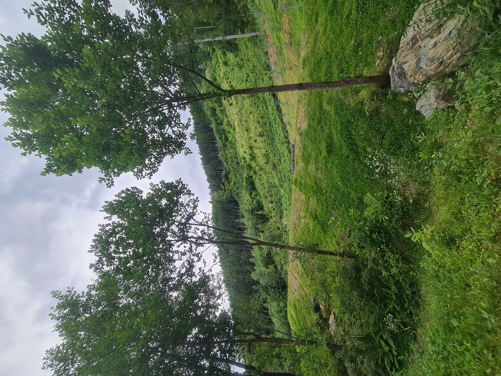 The image depicts a natural landscape scene on a cloudy day. In the foreground, lush green grass and foliage dominate, with several large rocks visible. Two prominent trees with full green canopies stand in the mid-ground, with their branches reaching towards the sky. Behind these trees, a gently sloping hillside is covered in dense green vegetation, interspersed with smaller trees. Further up the hillside, a dense forest of coniferous trees stretches across the horizon. A series of small, young trees, protected by individual guards, are planted in rows on the slope, indicating a reforestation or planting effort. The overall impression is one of a serene, rural environment, likely situated in the outskirts of Feldkirchen in Kärnten, Austria, given the mention of this location. There are no people or animals visible in the image.